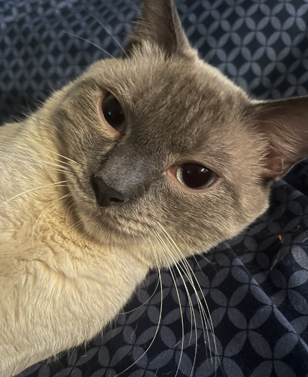 Traditional Siamese Cat (Male) YUKI image 4
