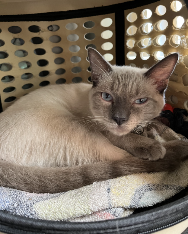 Traditional Siamese Cat (Male) YUKI image 3