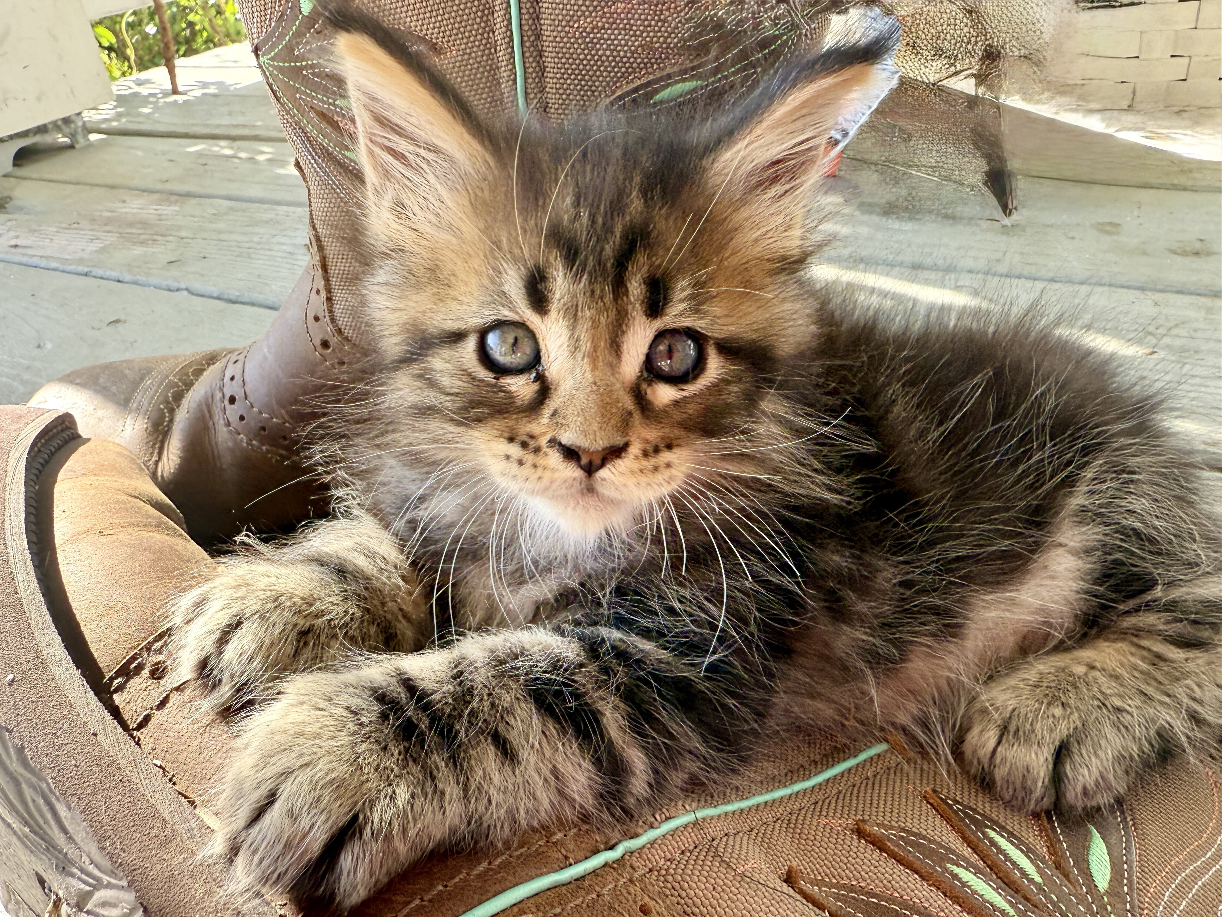 Honey-TICA Registered, Maine Coon Kitten image 3