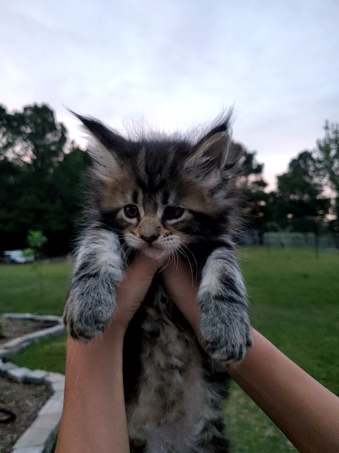 Honey-TICA Registered, Maine Coon Kitten image 2