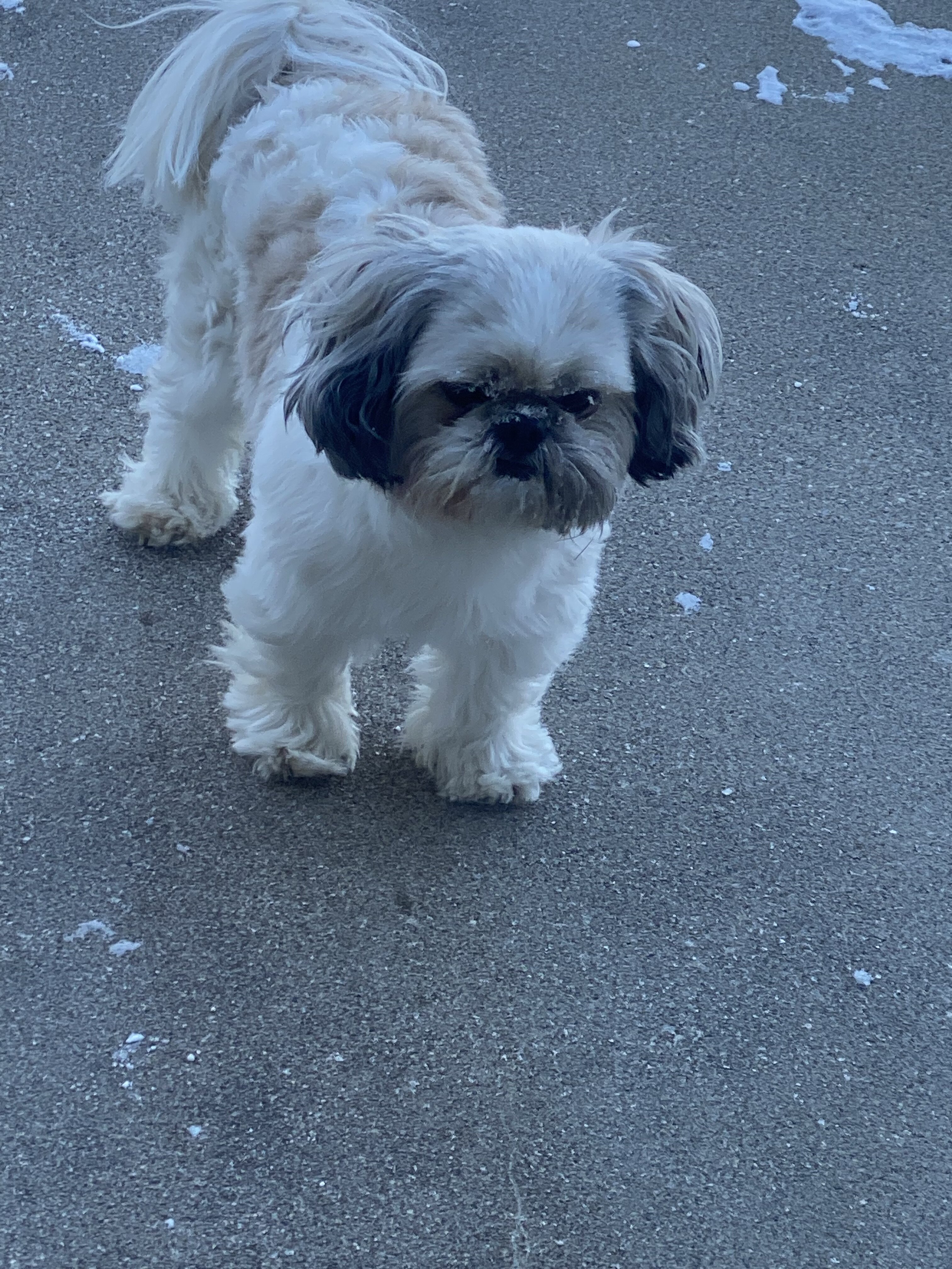 Male Shih Tzu image 1