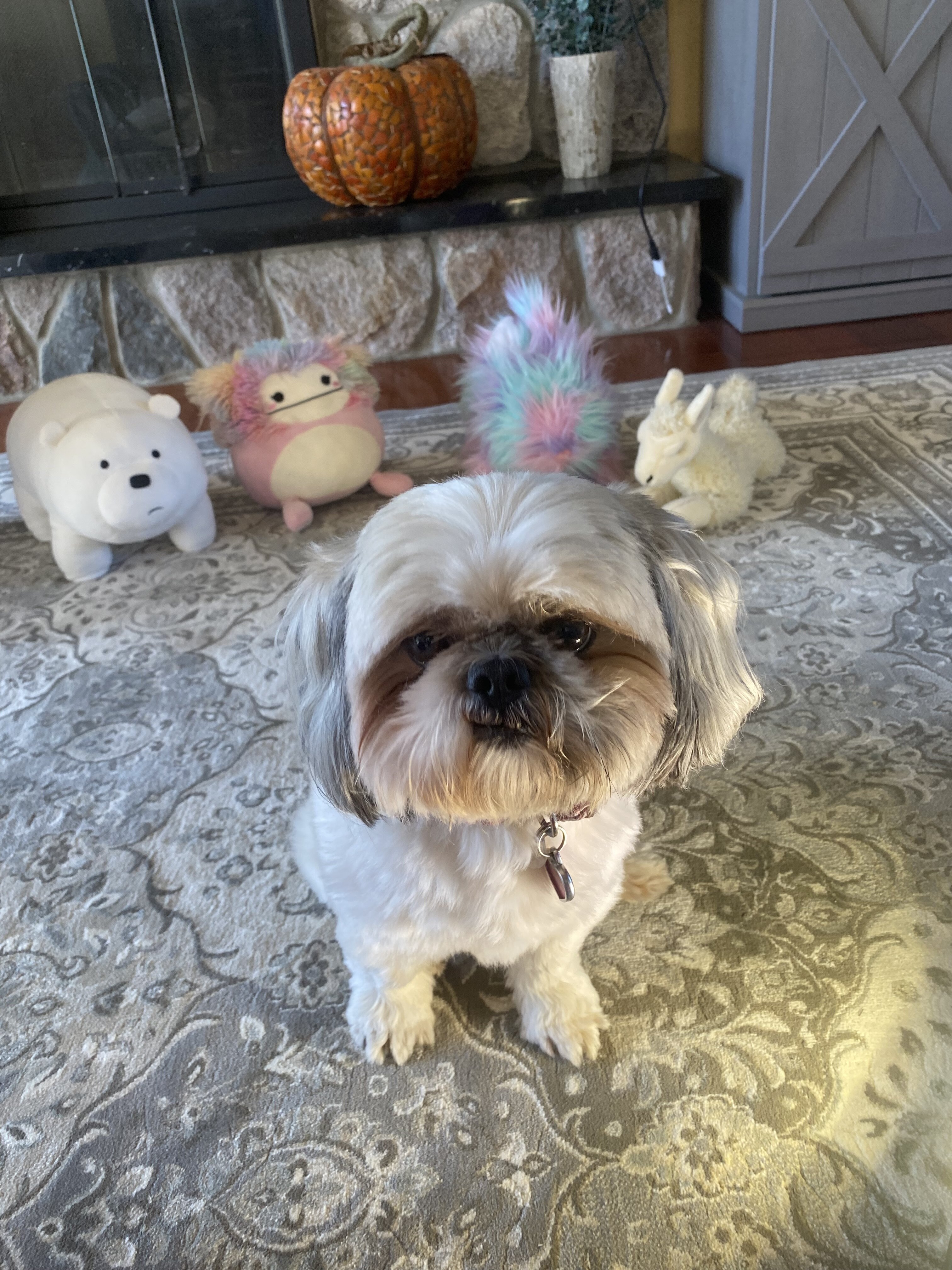 Male Shih Tzu image 2