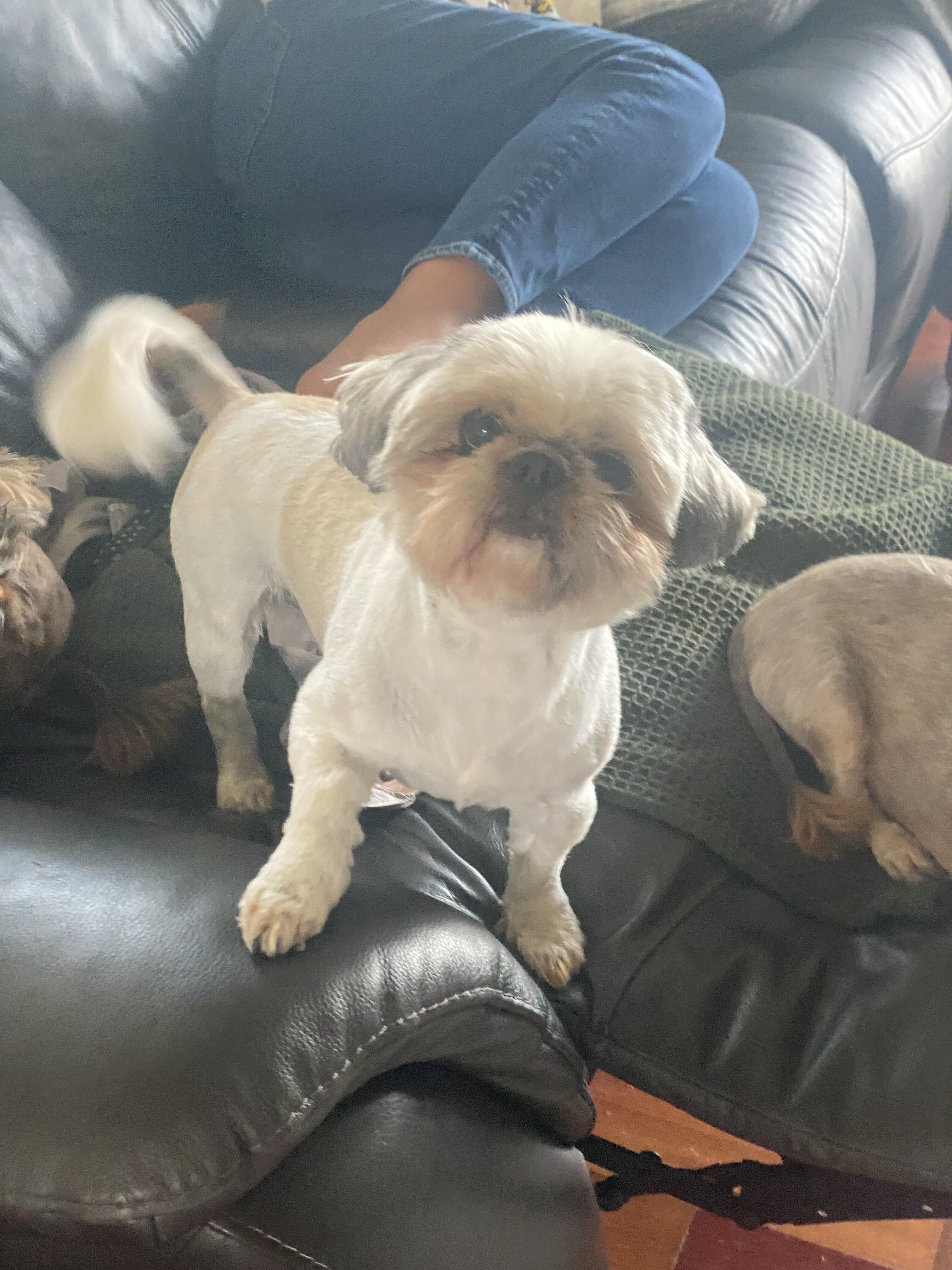 Male Shih Tzu image 3