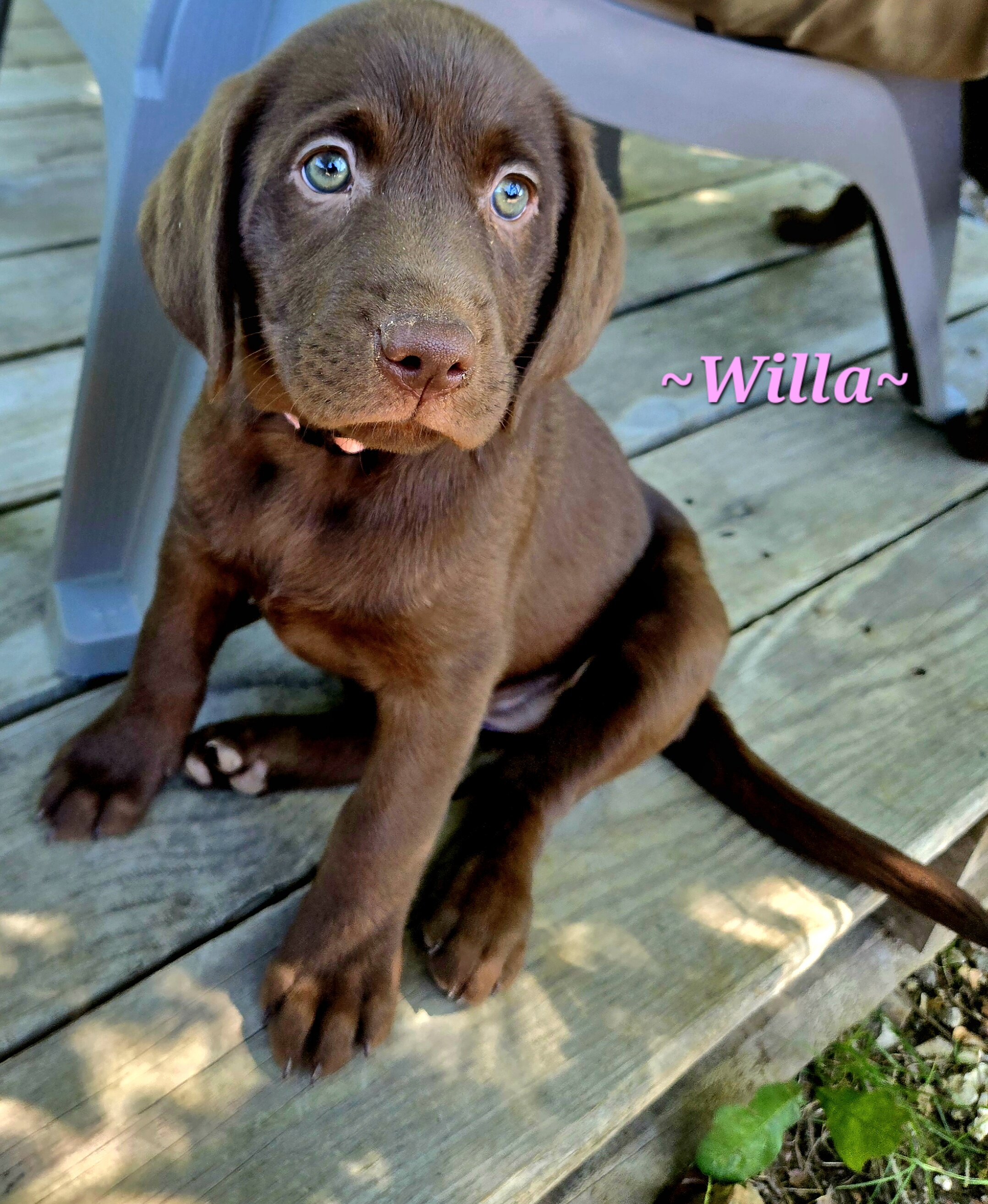 Chocolate labrador puppies image 1