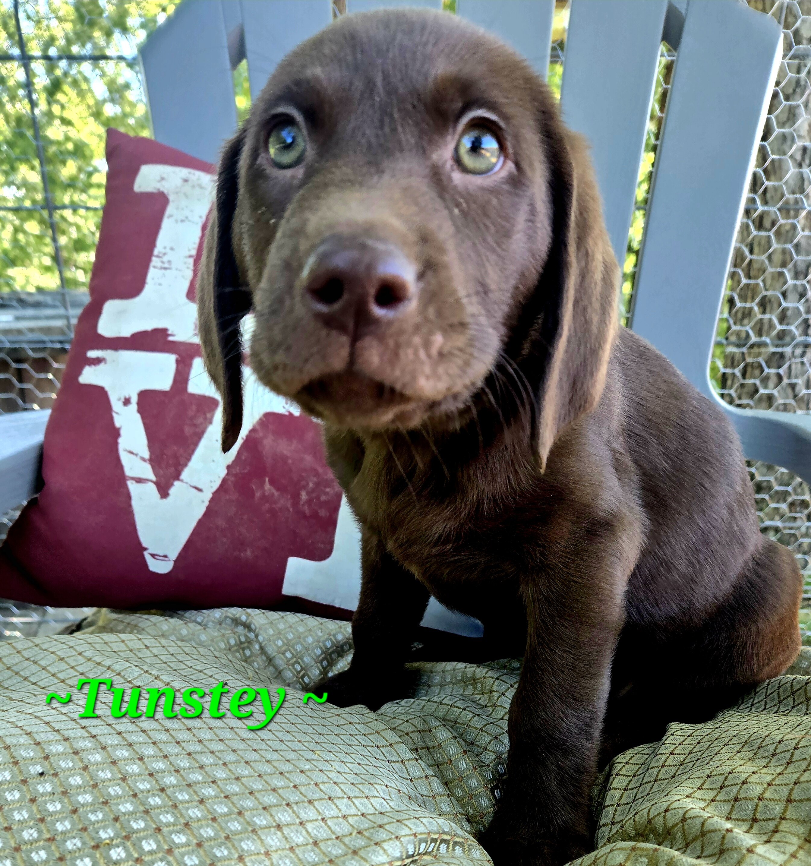 Chocolate labrador puppies image 4