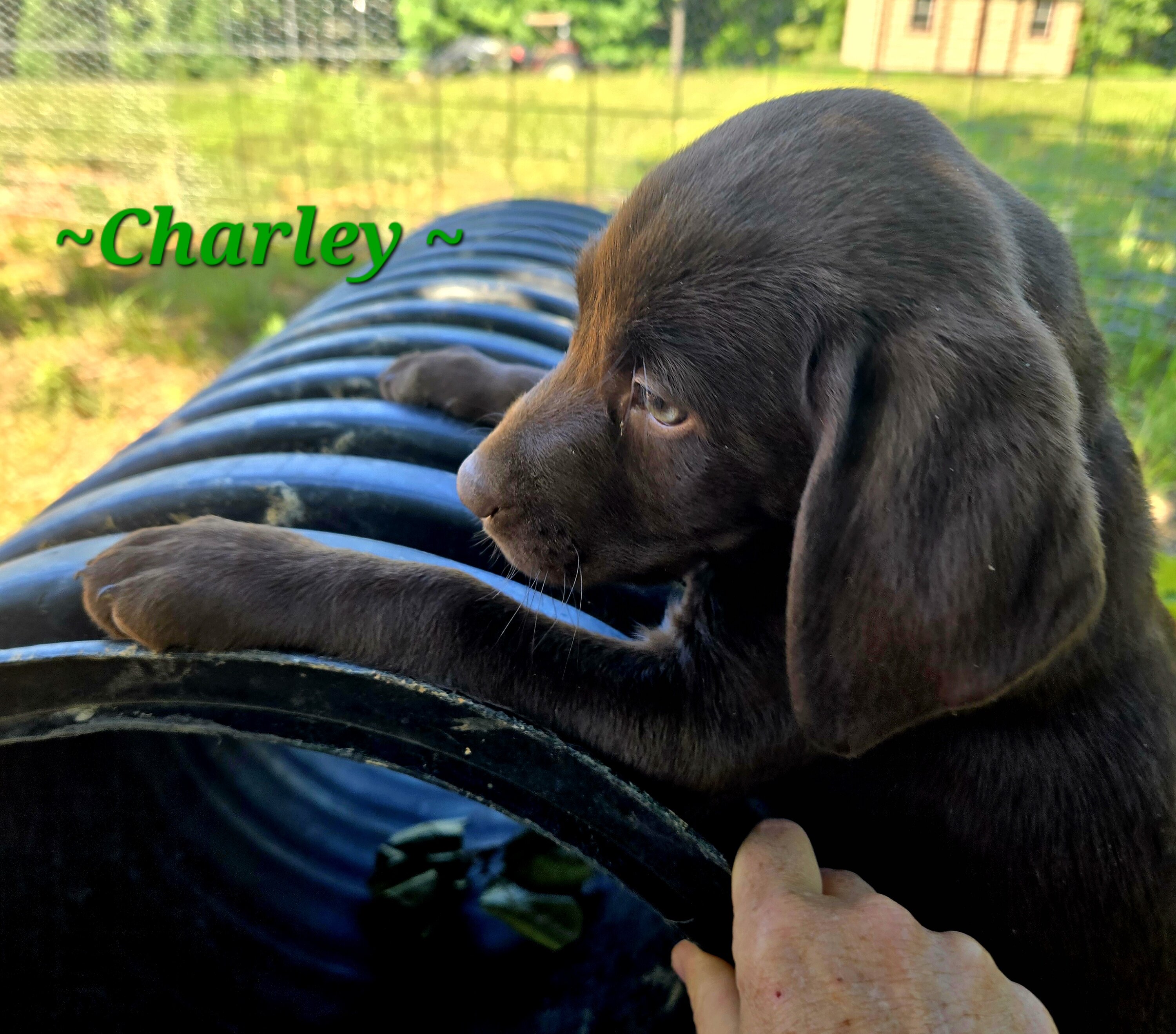 Chocolate labrador puppies image 3