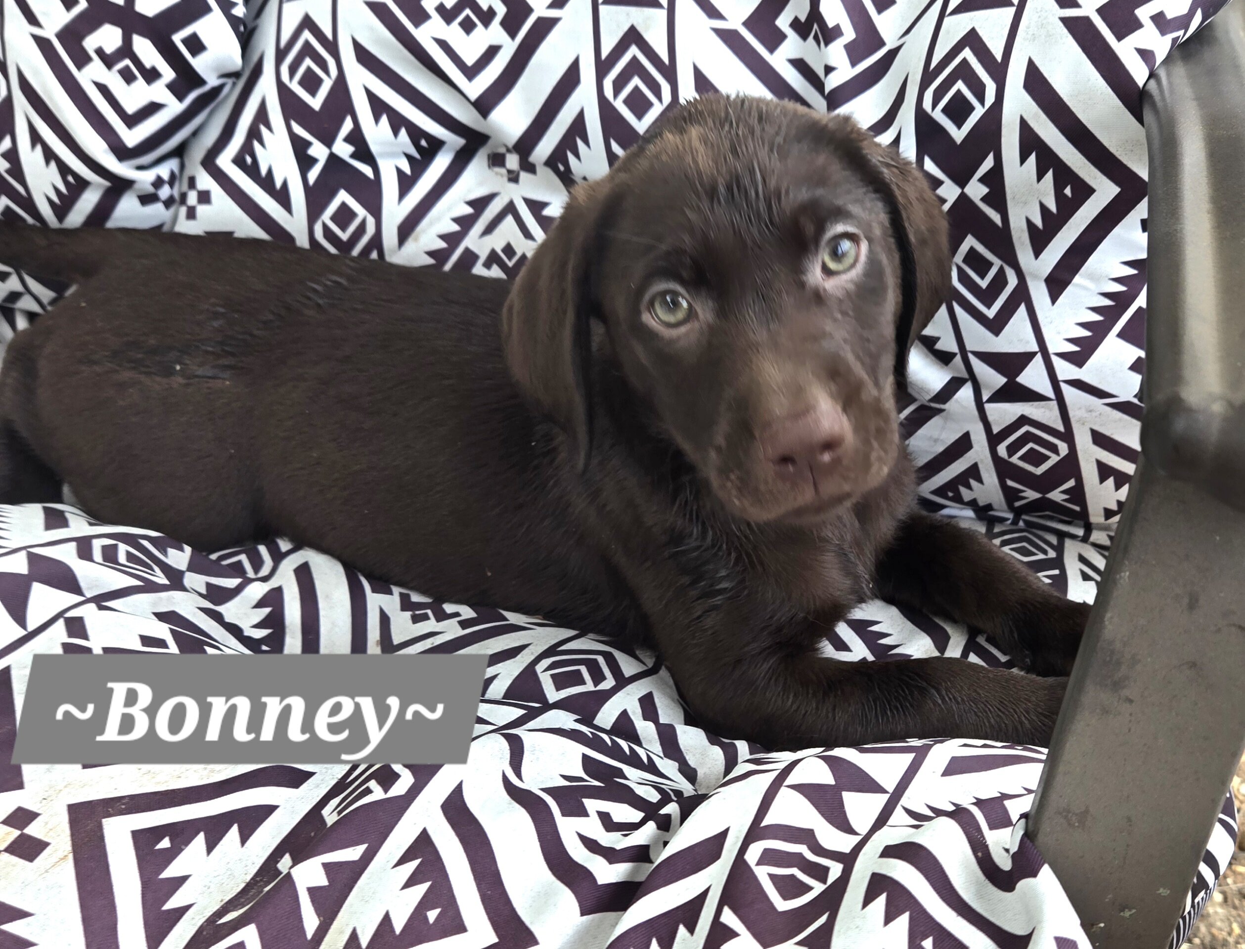 Chocolate labrador puppies image 5