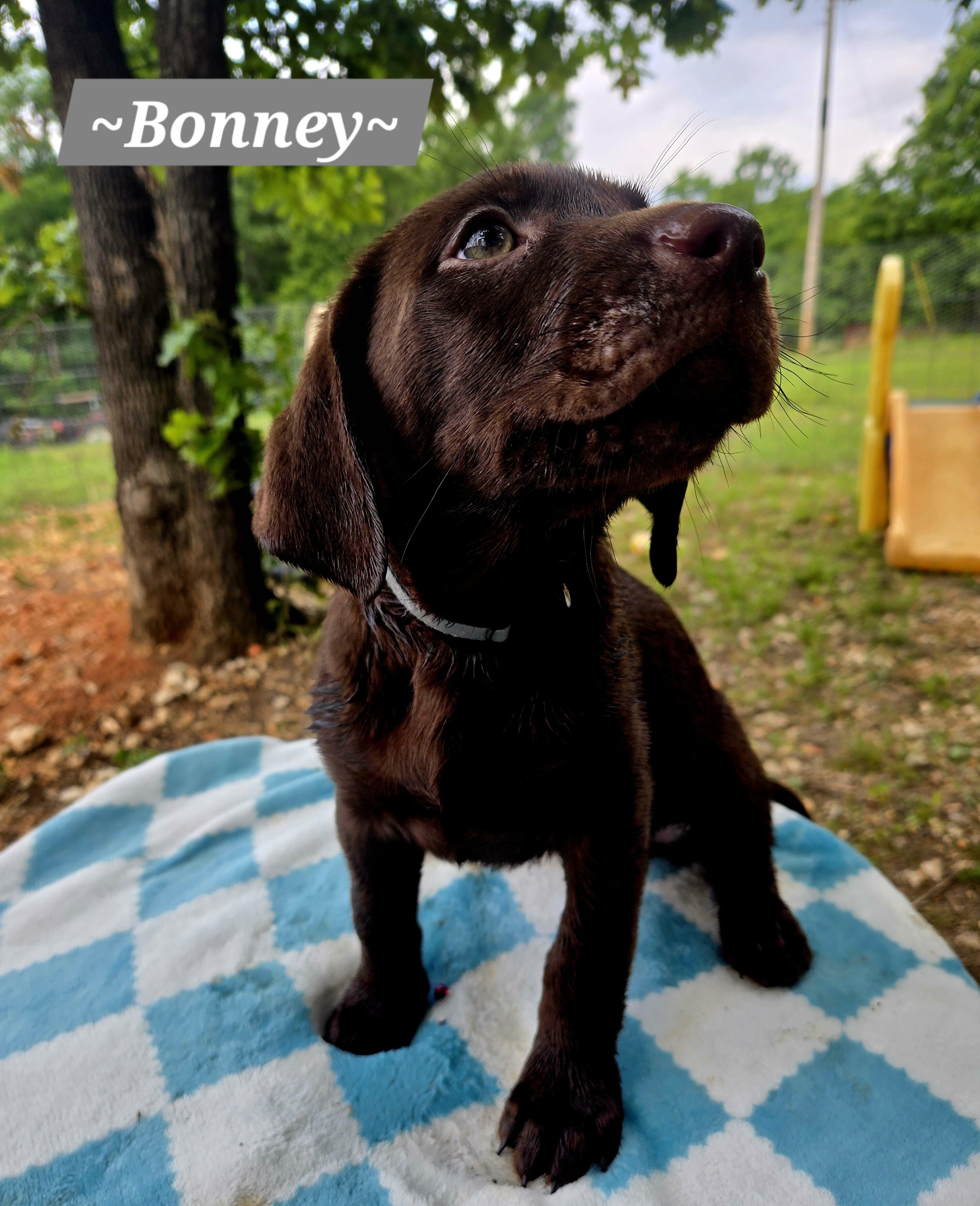 Chocolate labrador puppies image 2