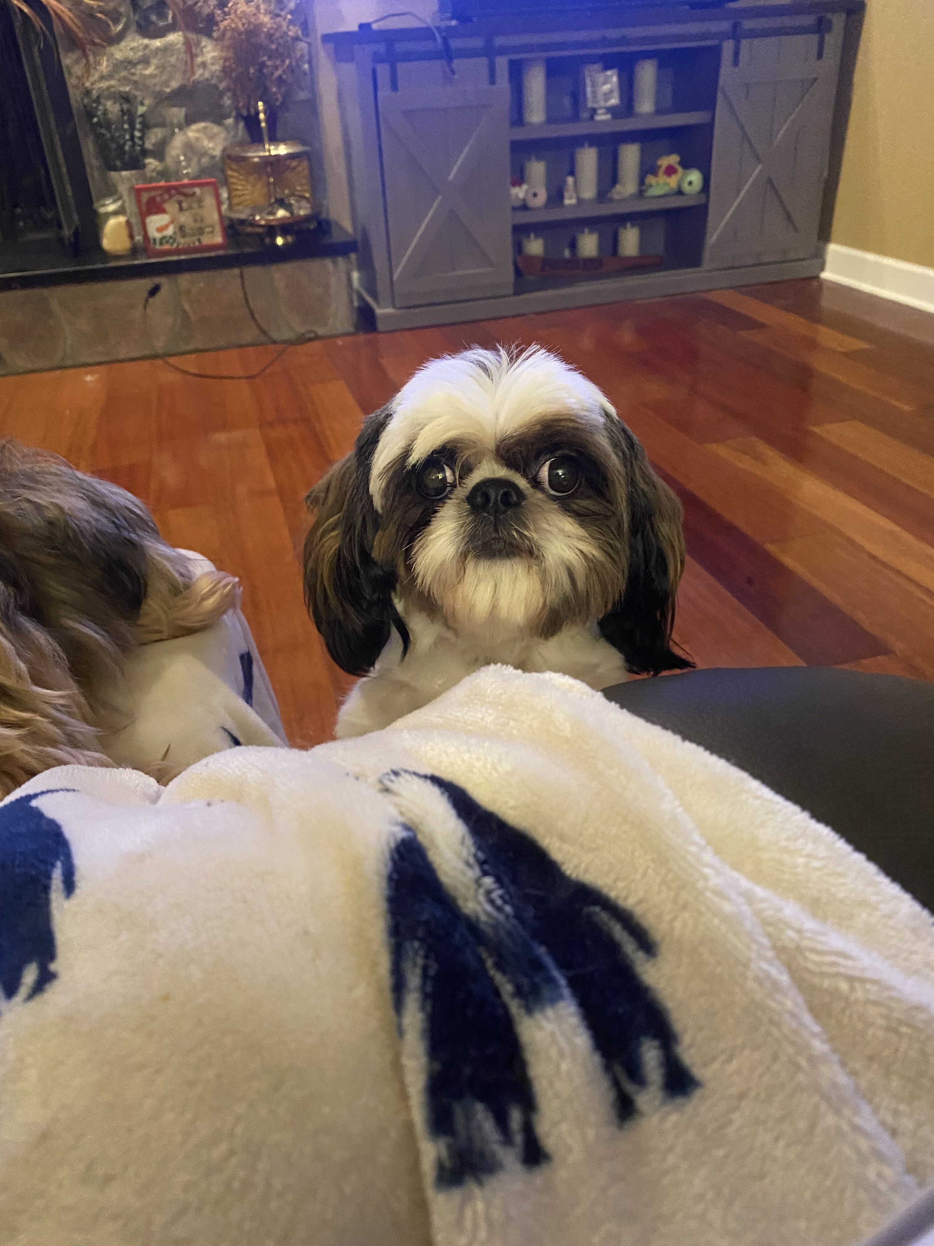 Male Shih Tzu for adoption image 1