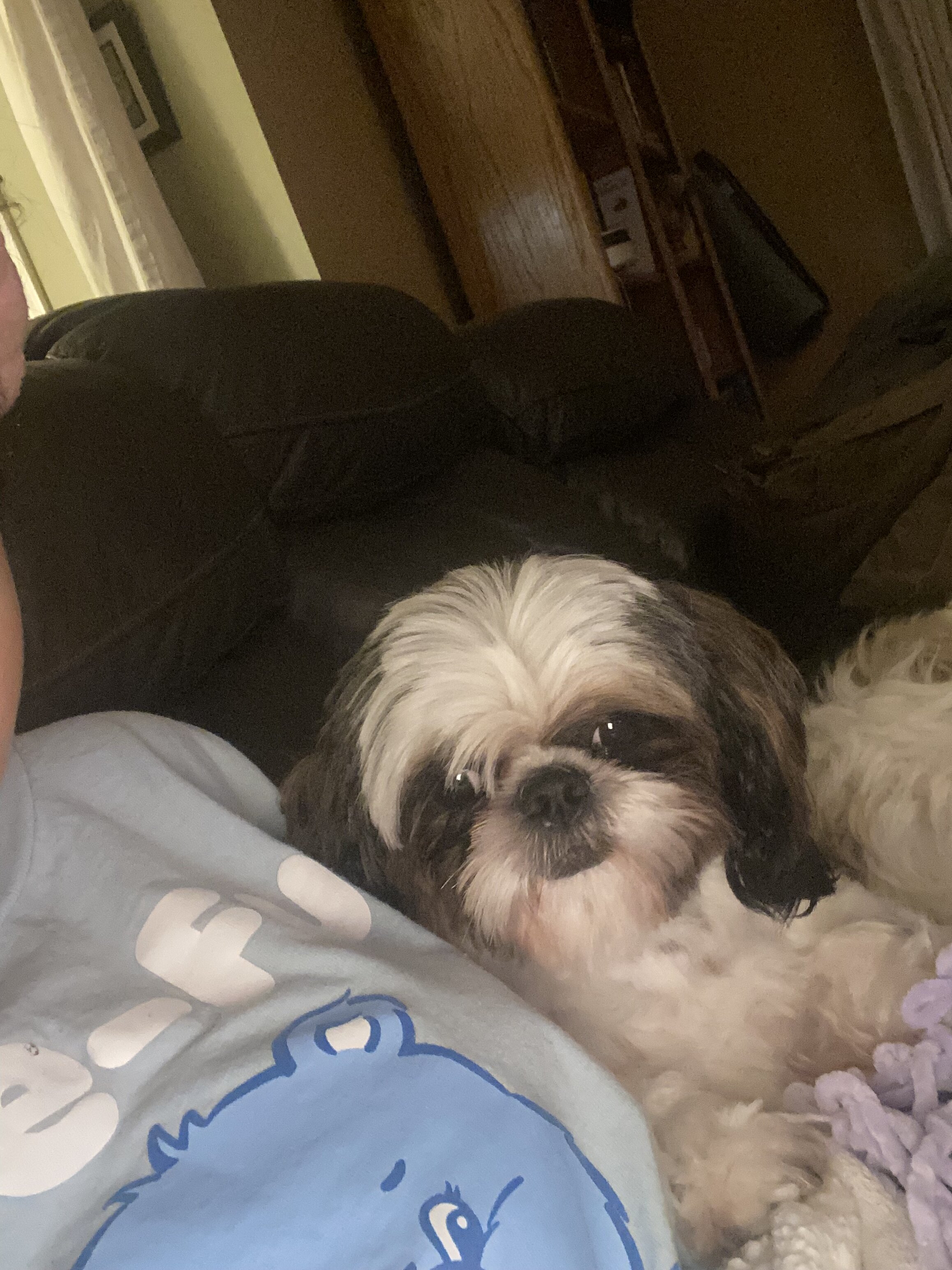 Male Shih Tzu for adoption image 2
