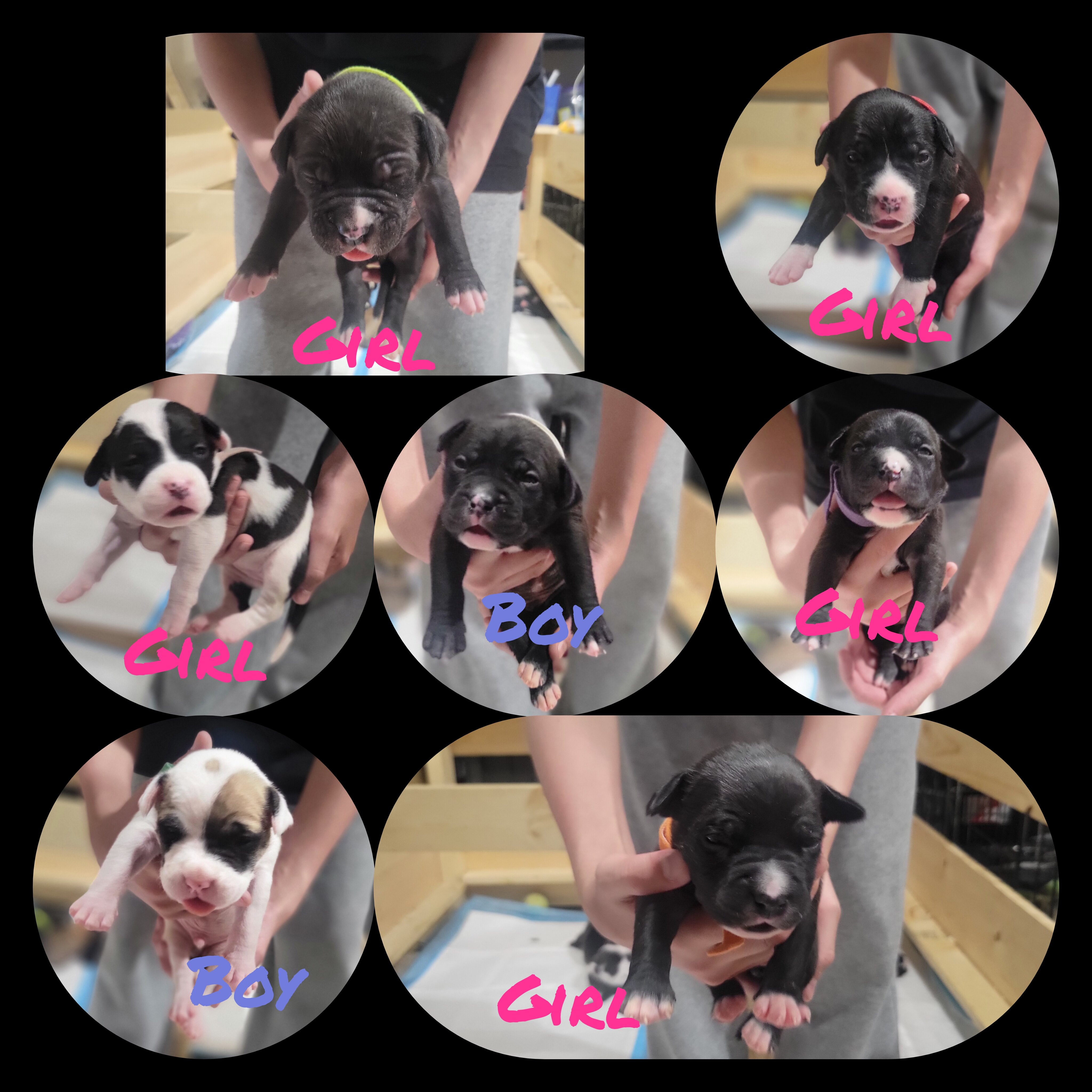 Pitbull puppies image 1