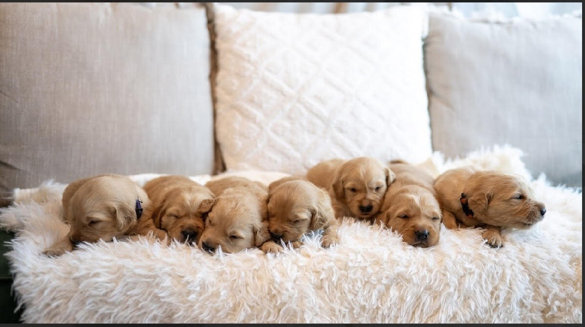 Golden Retriever Puppies image 1