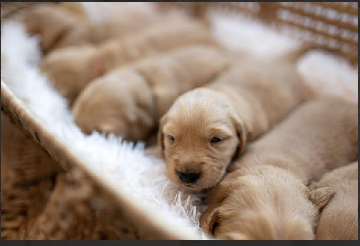 Golden Retriever Puppies image 4