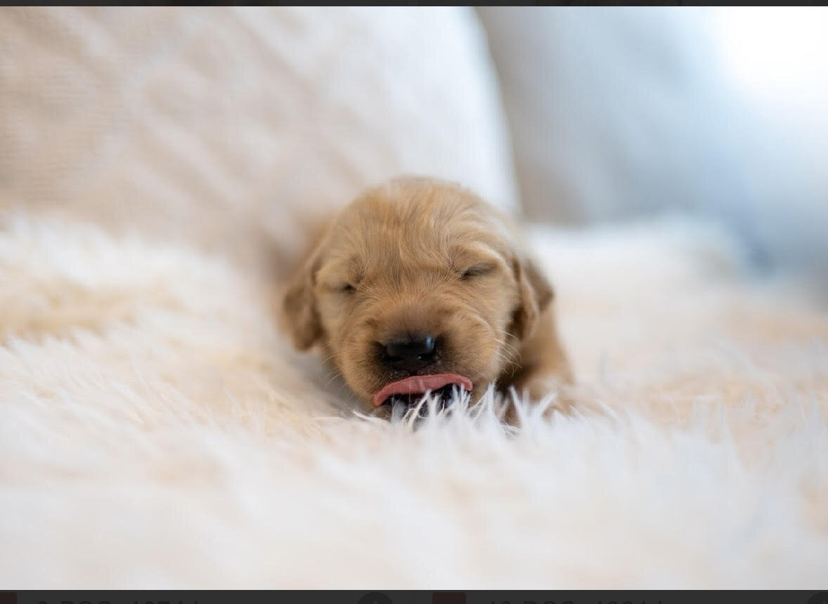 Golden Retriever Puppies image 2