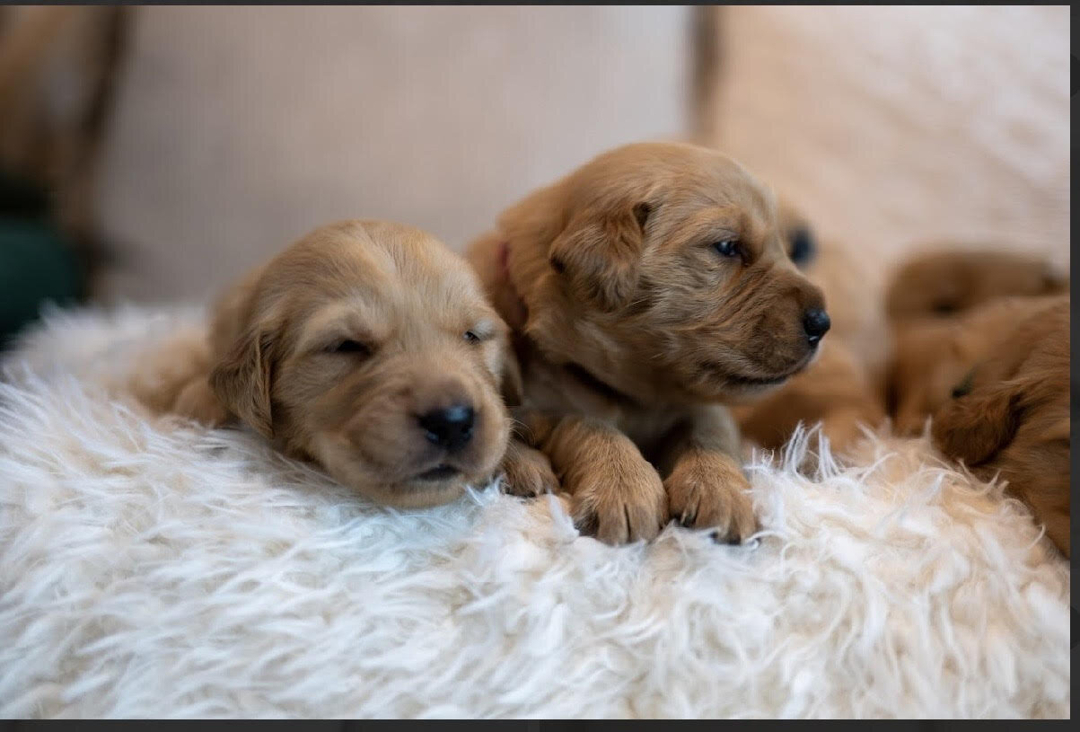 Golden Retriever Puppies image 6