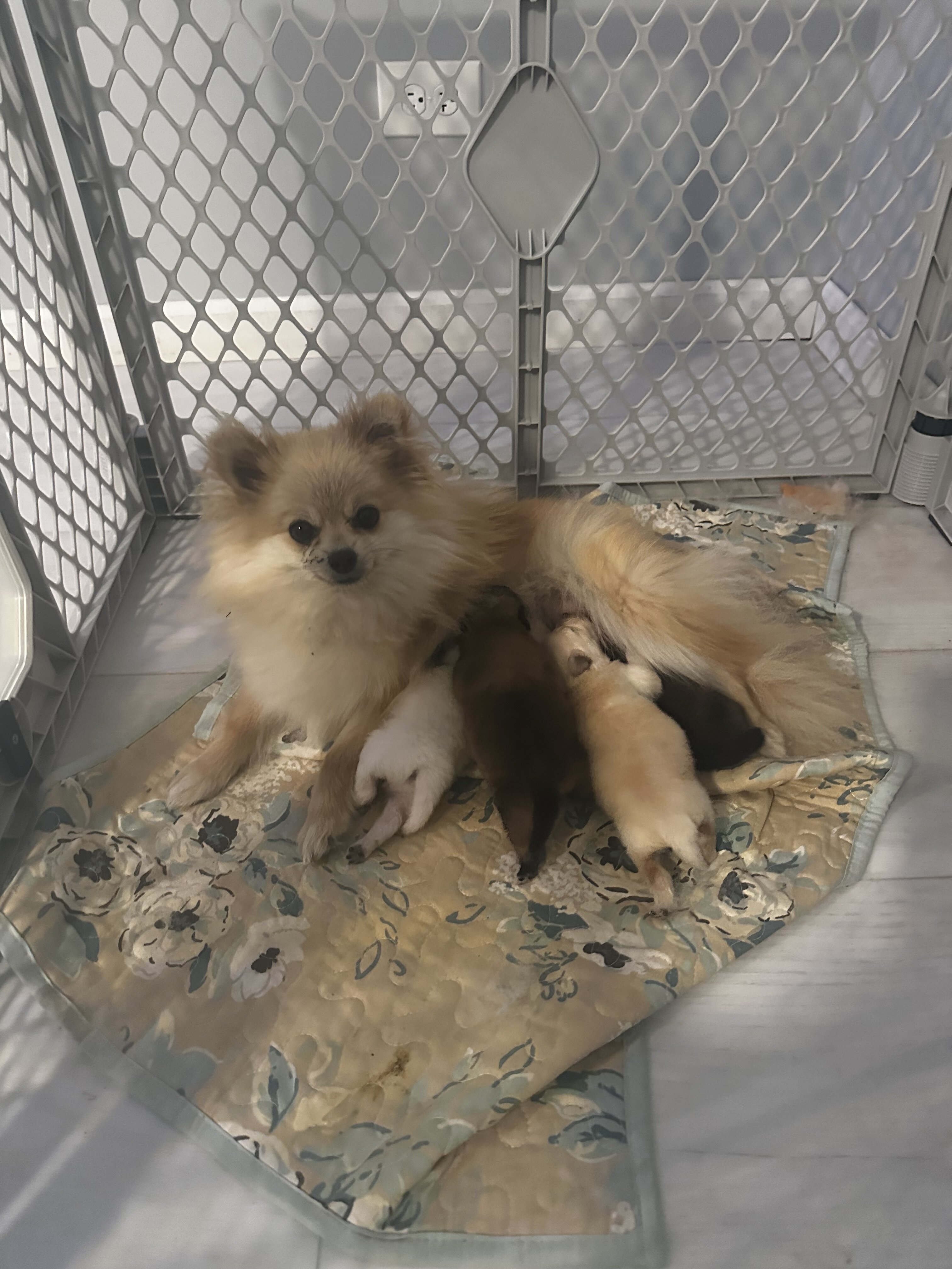 Pomeranian image 1