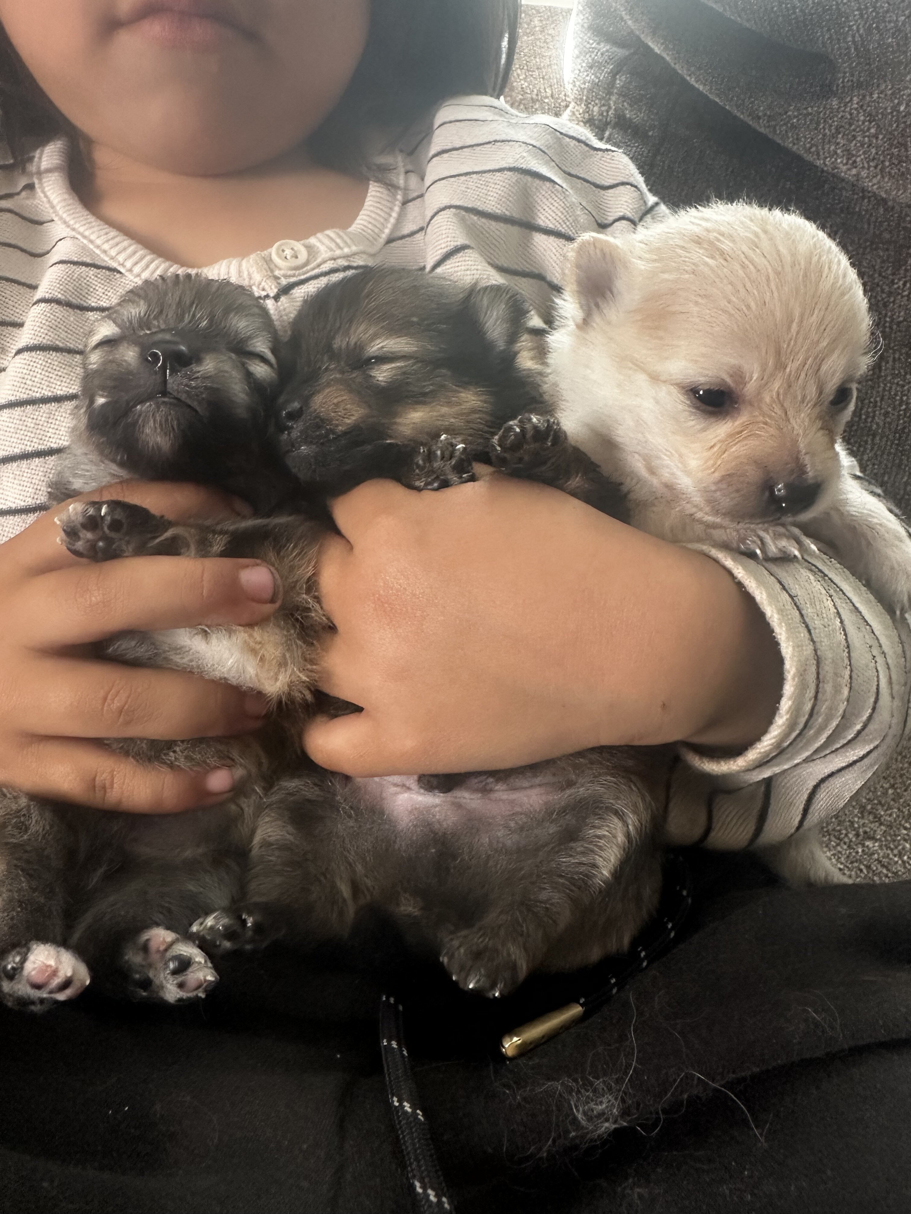 Pomeranian image 2