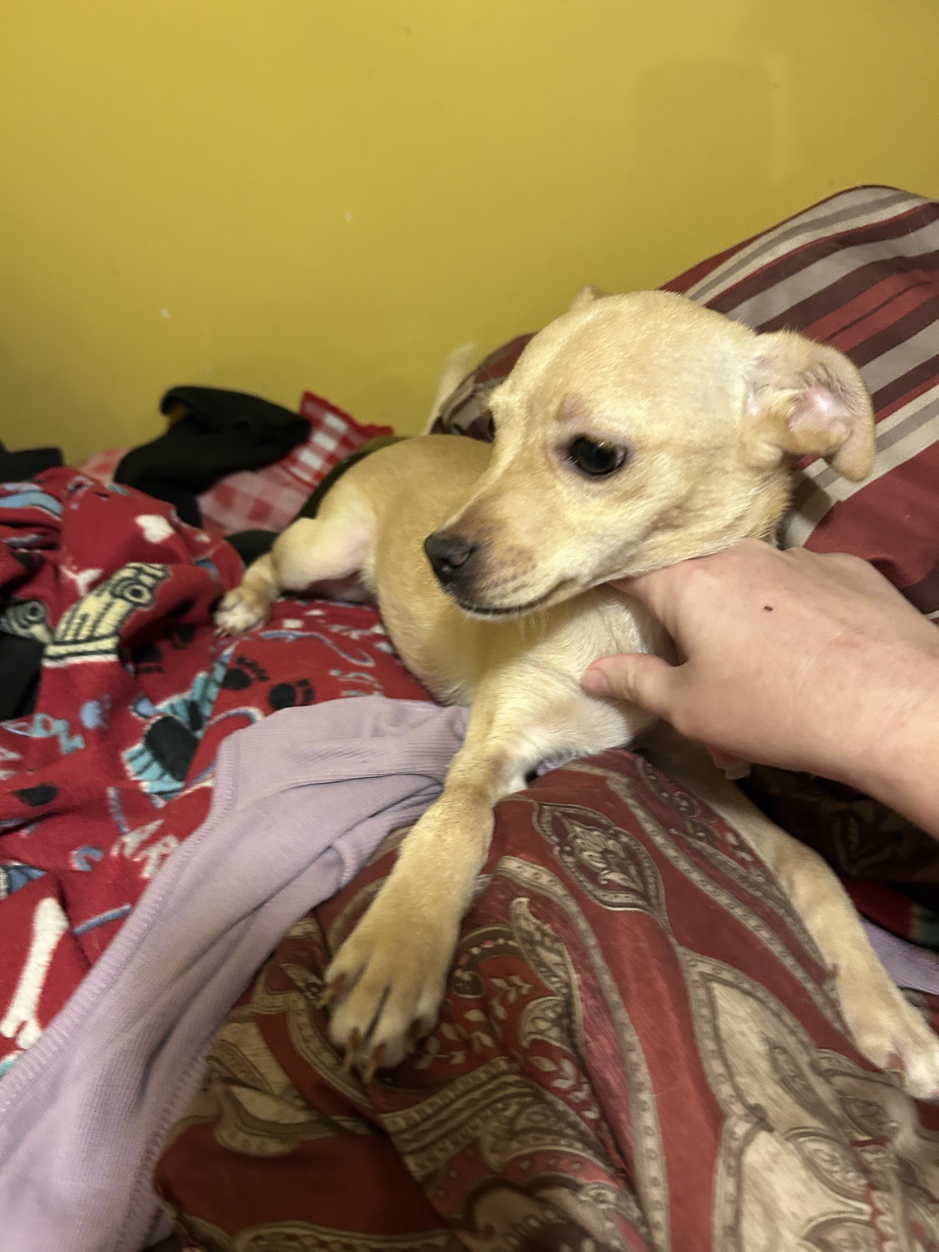 Female Chihuahua image 2