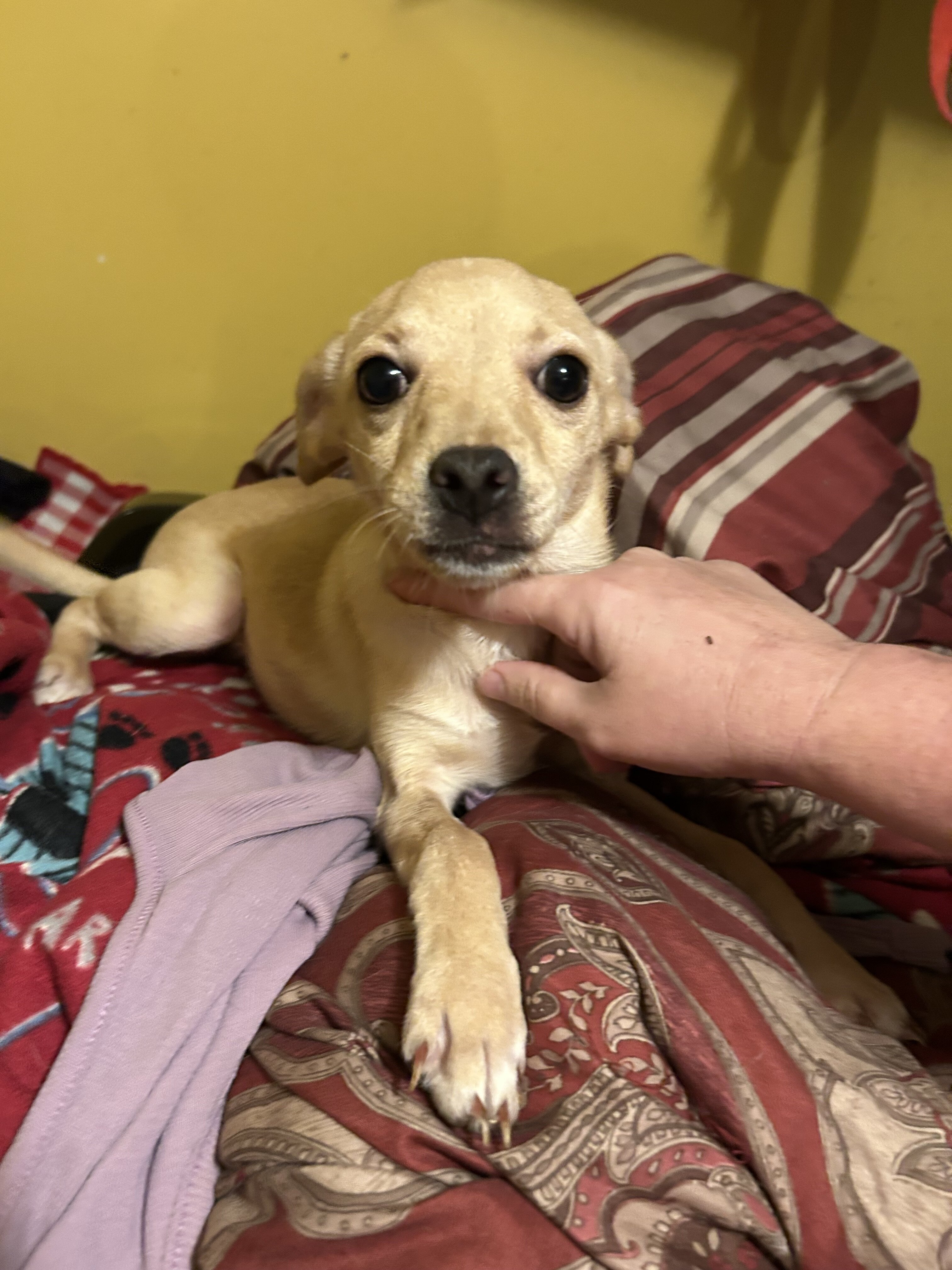 Female Chihuahua image 1