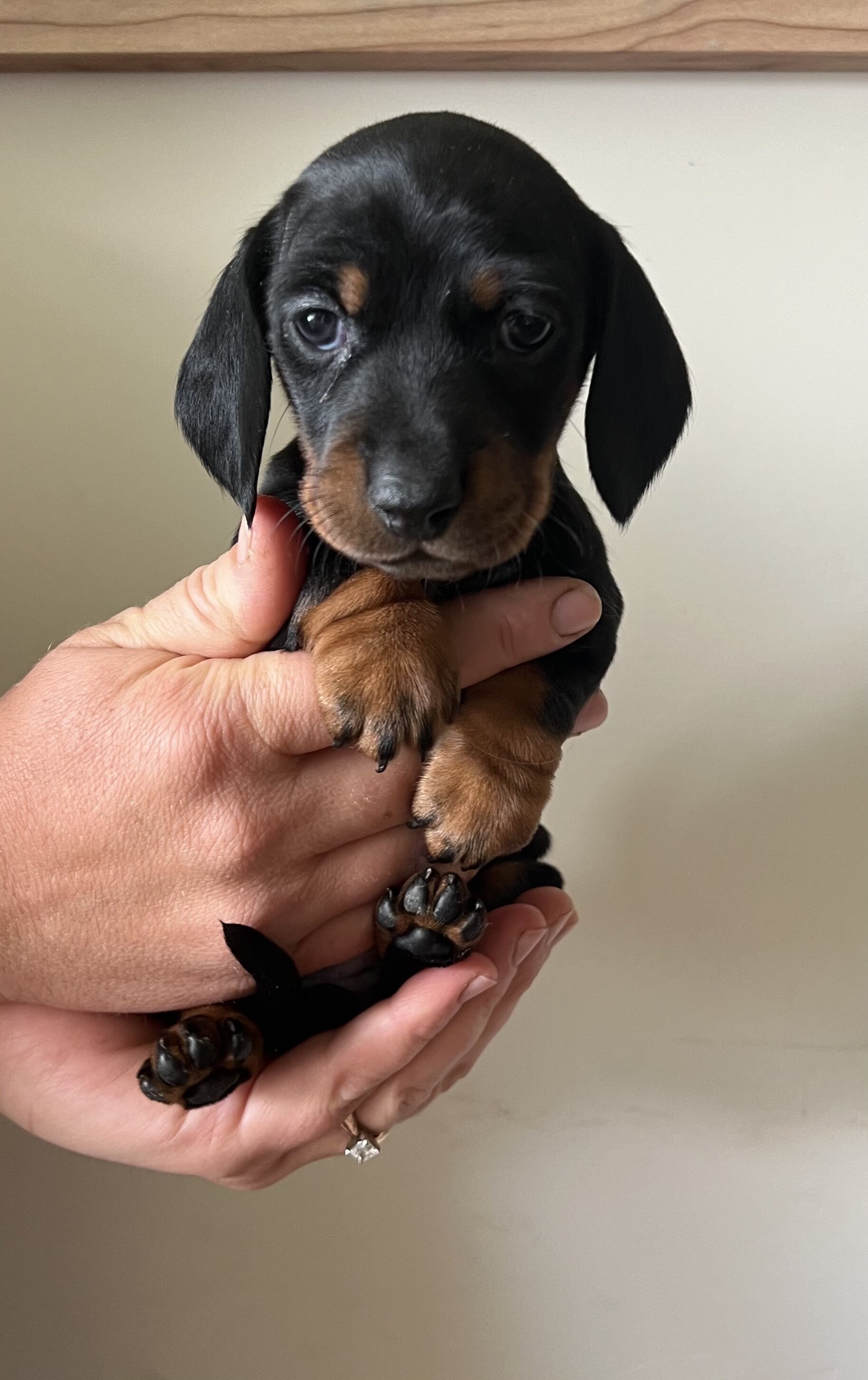 Pure Bred Miniature Dachshund Puppies image 1