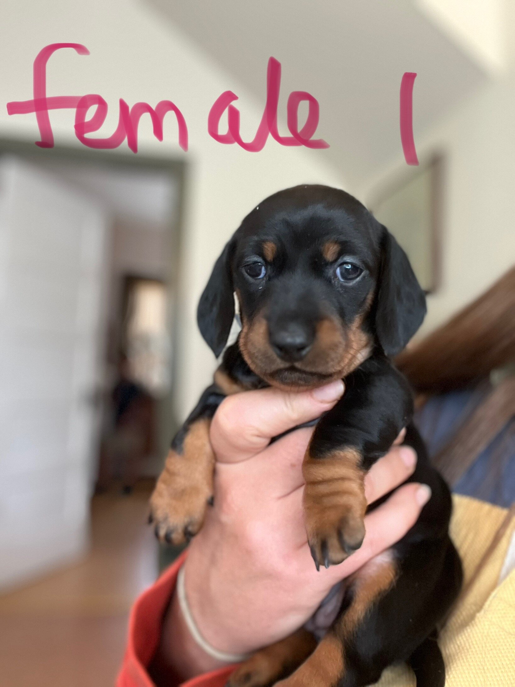 Pure Bred Miniature Dachshund Puppies image 4