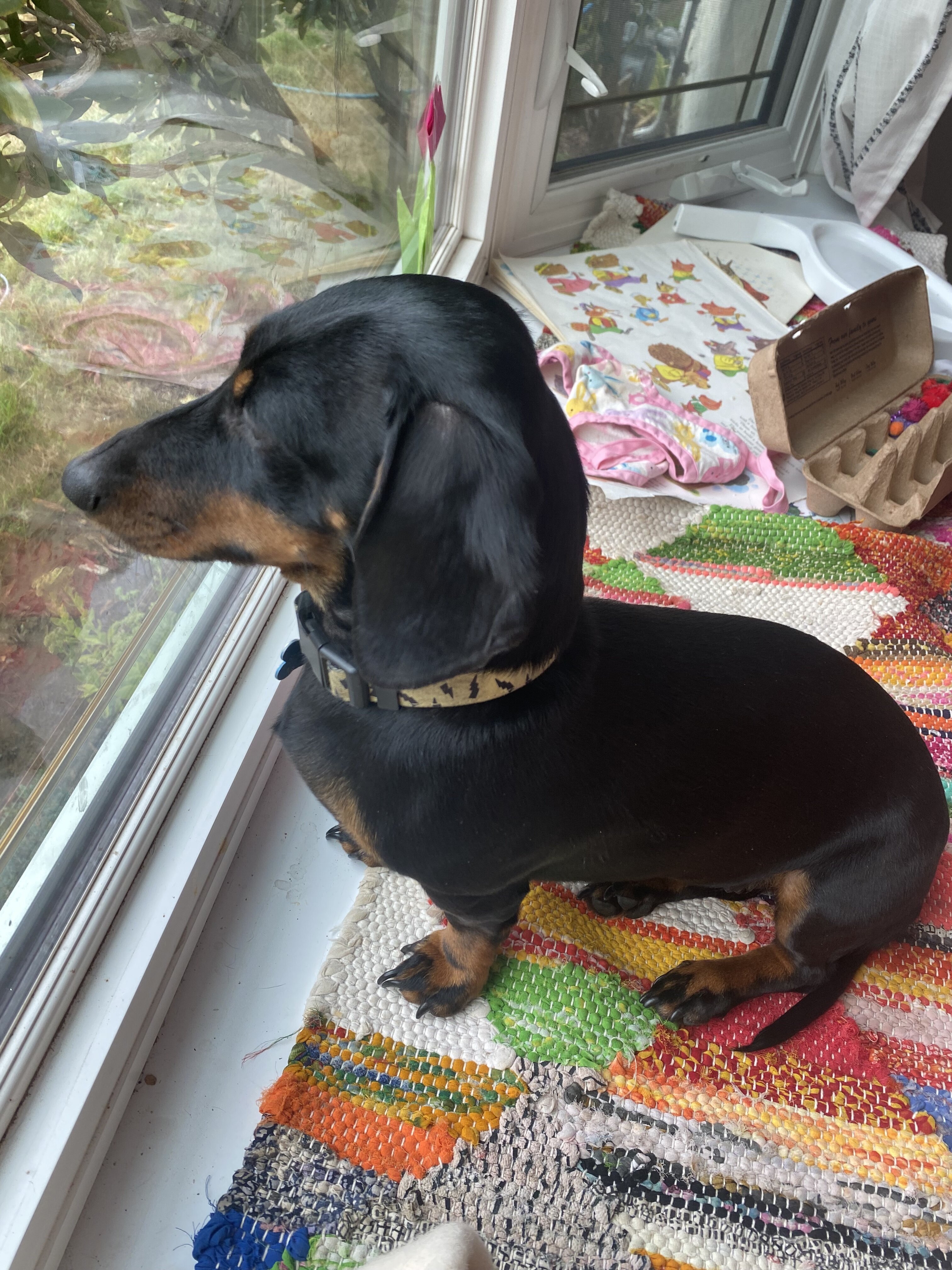 Pure Bred Miniature Dachshund Puppies image 6