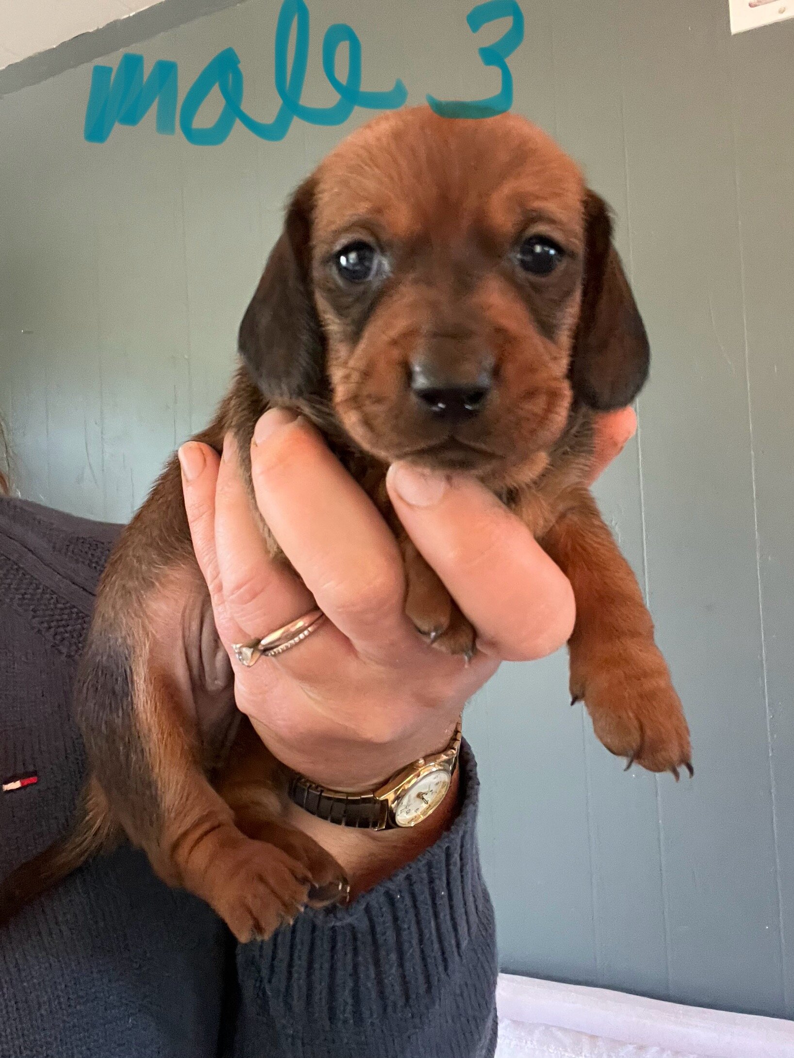 Pure Bred Miniature Dachshund Puppies image 5