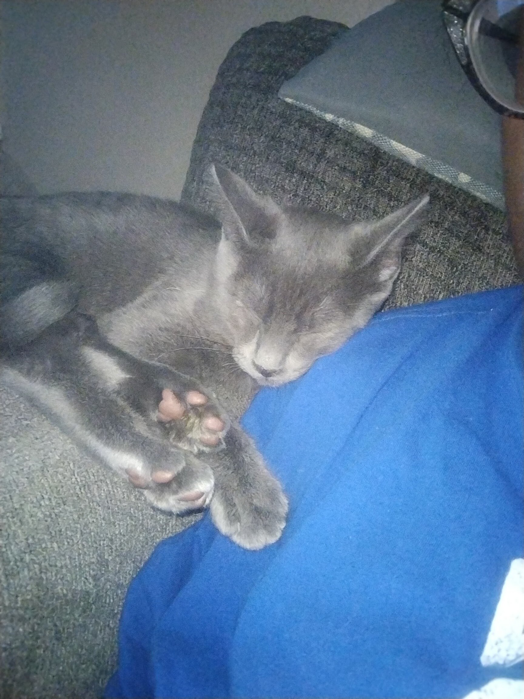 1 yr old Male cat image 1