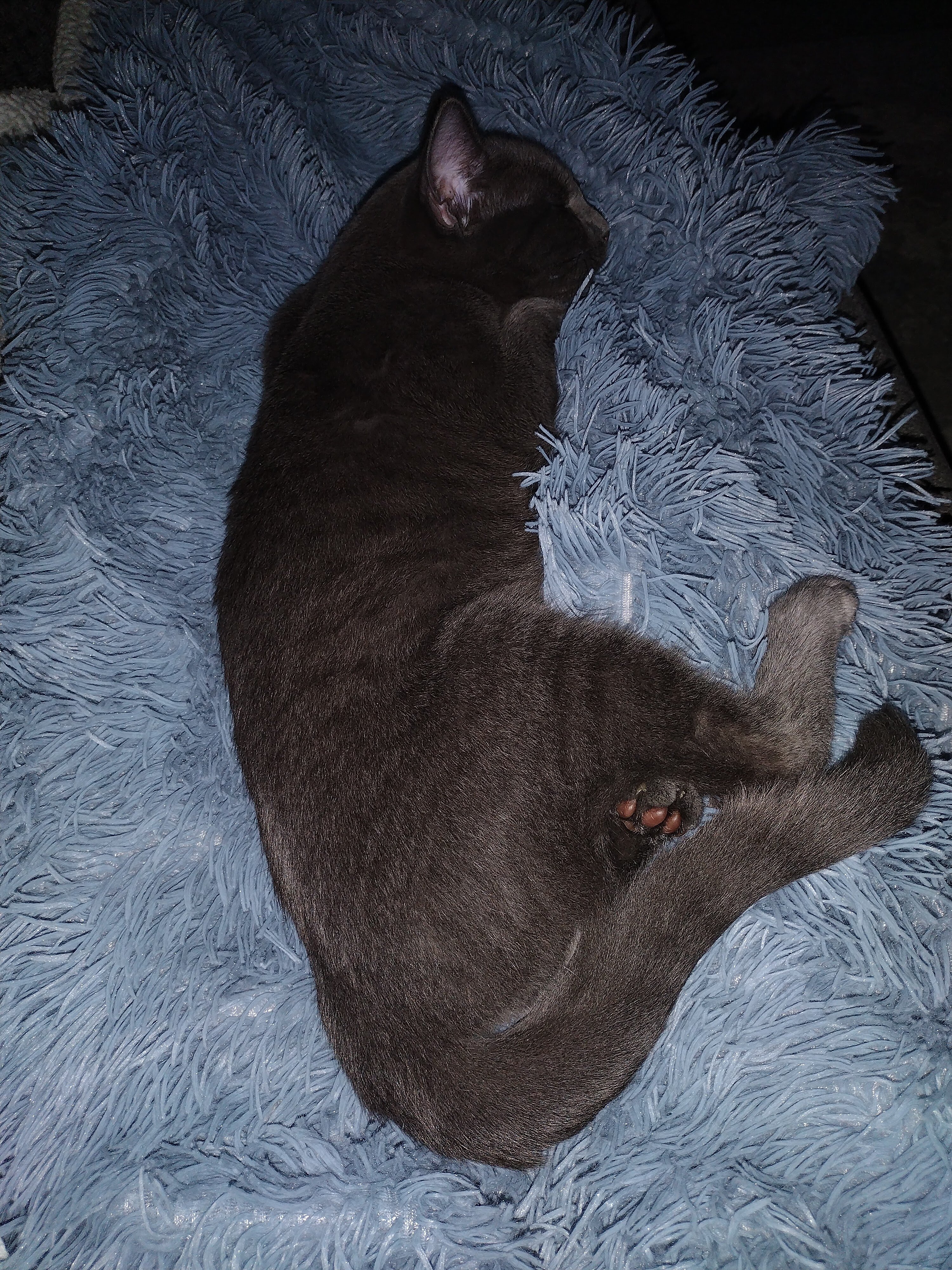 1 yr old Male cat image 2