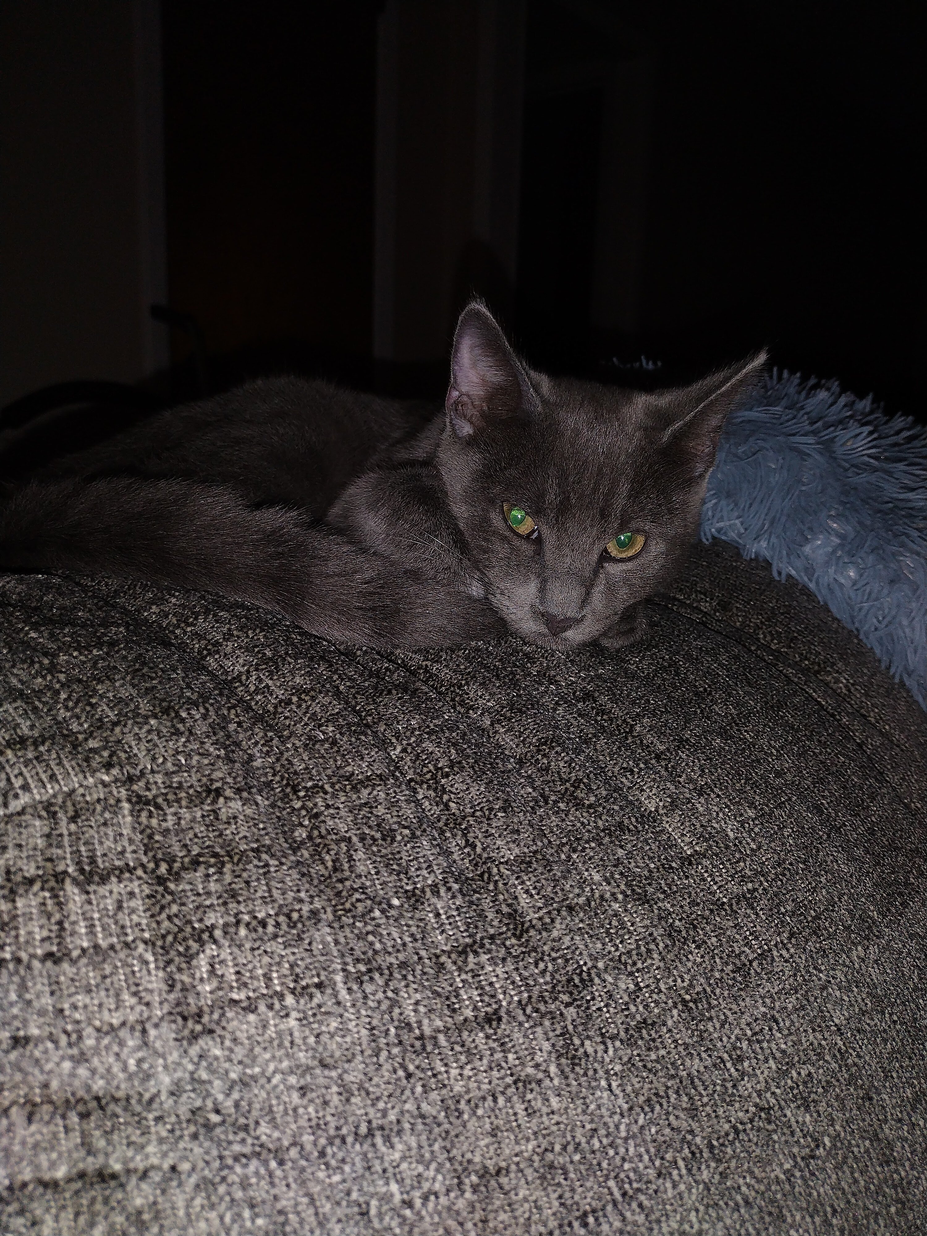 1 yr old Male cat image 3