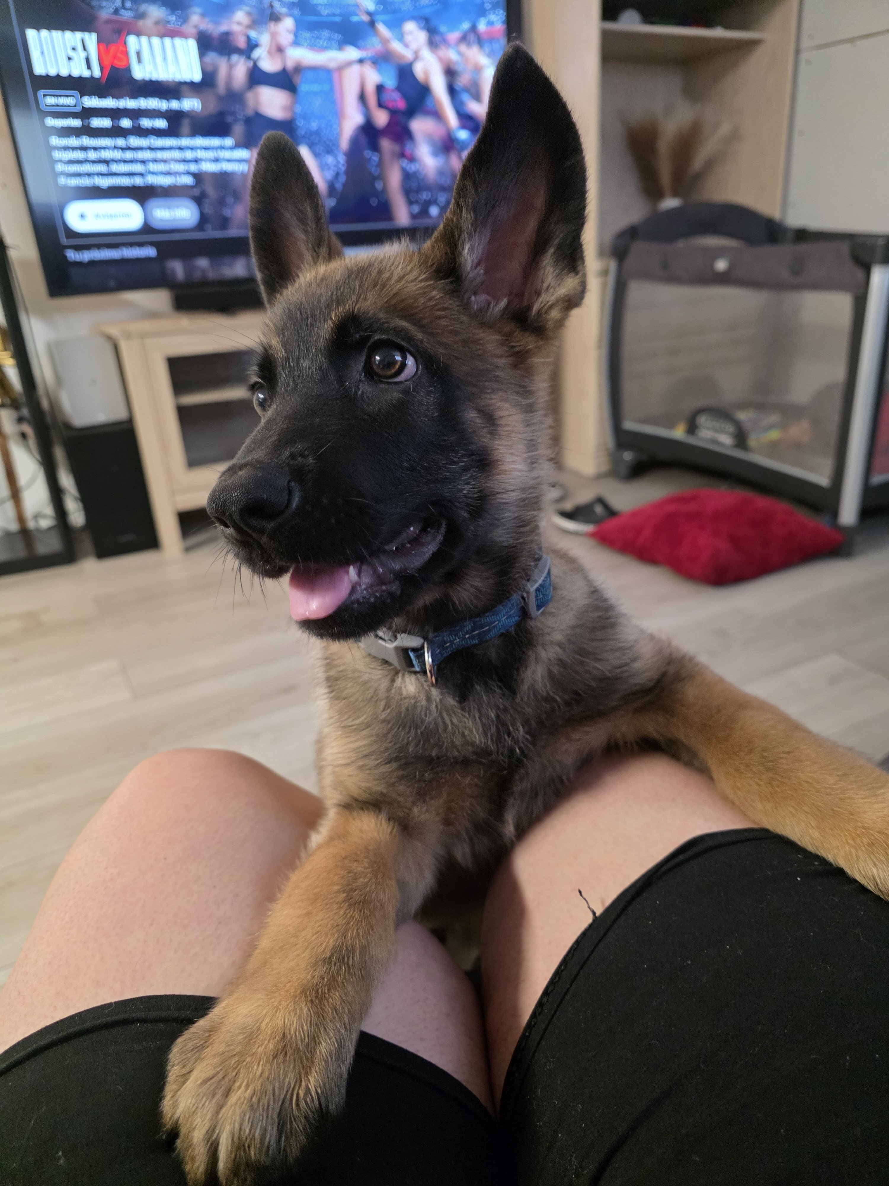 Puppy German Shepherd image 1