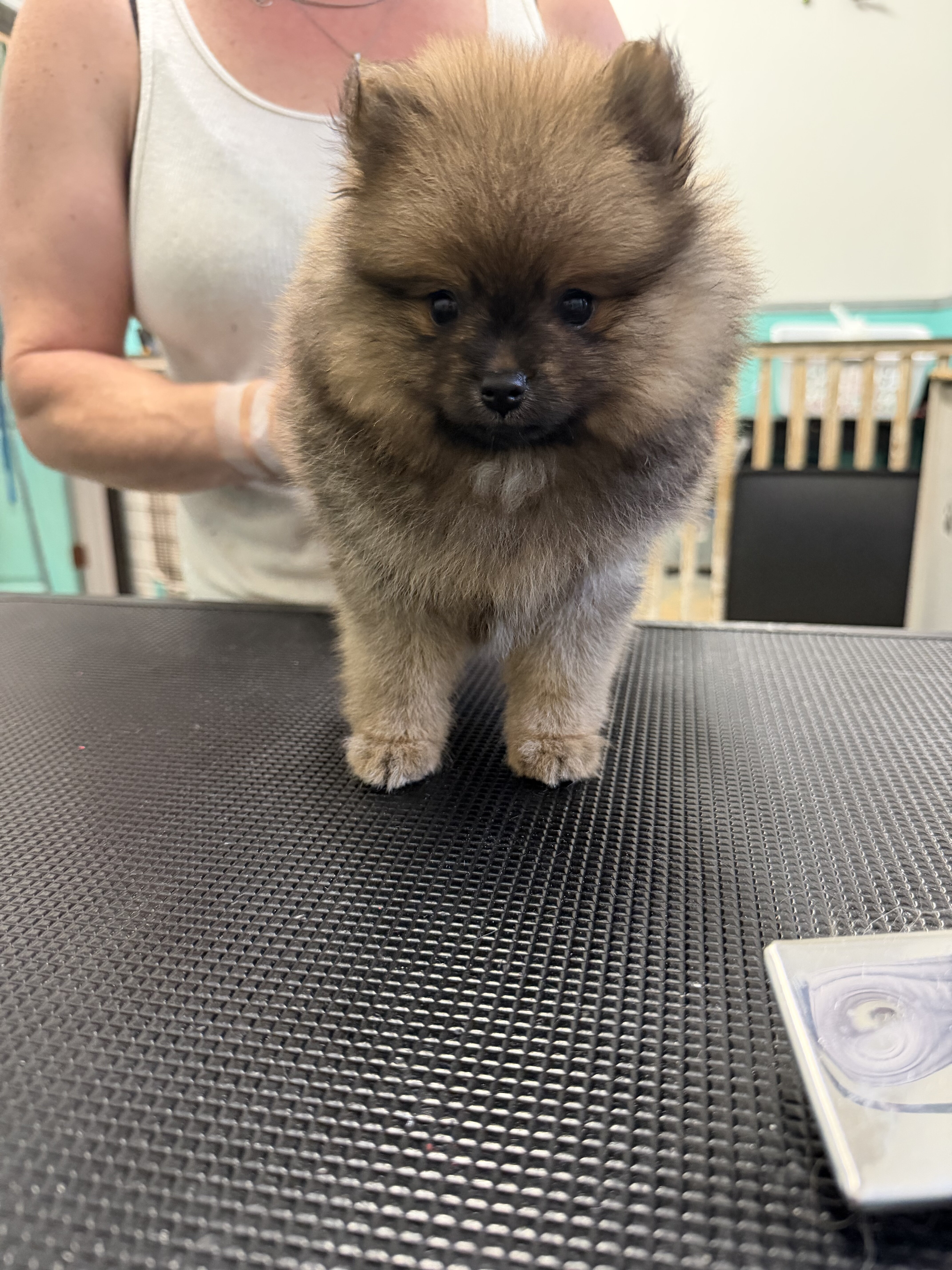 Pomeranian puppies image 3