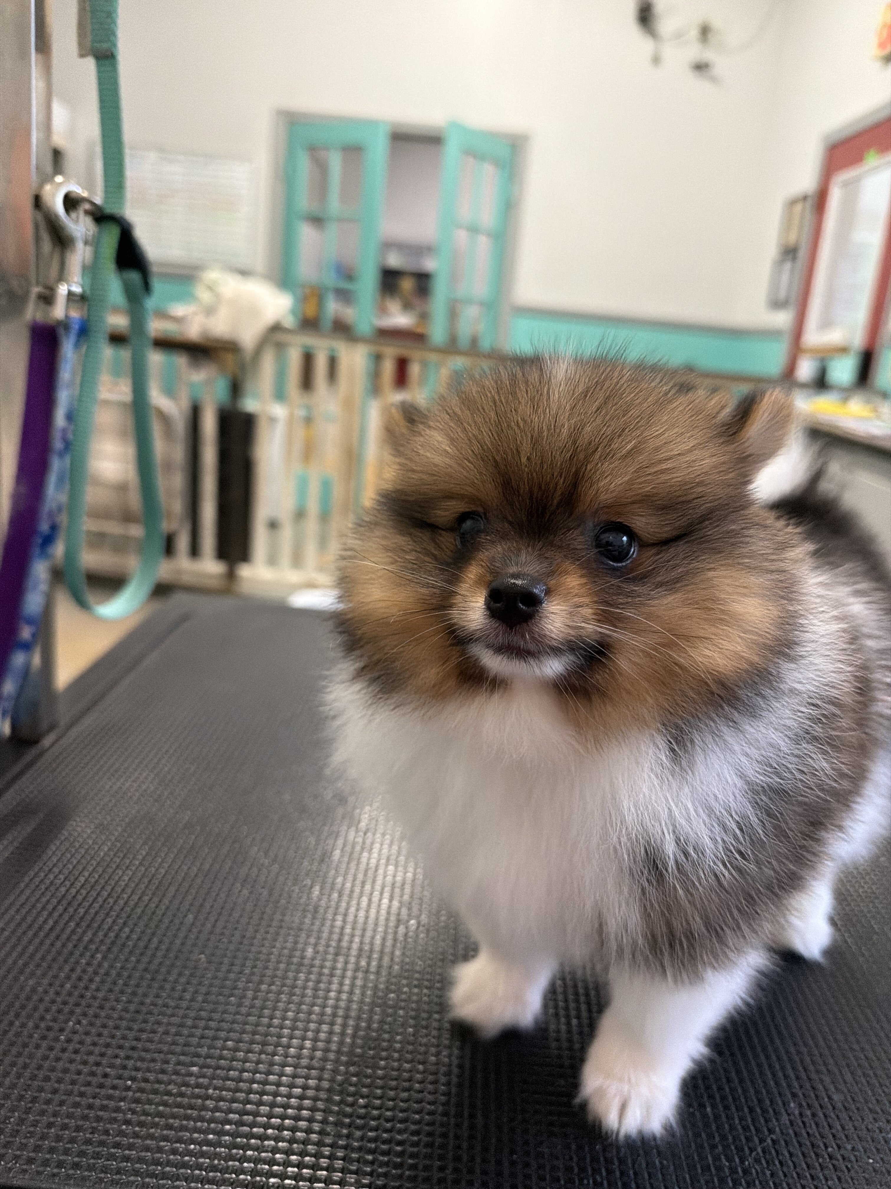 Pomeranian puppies image 2