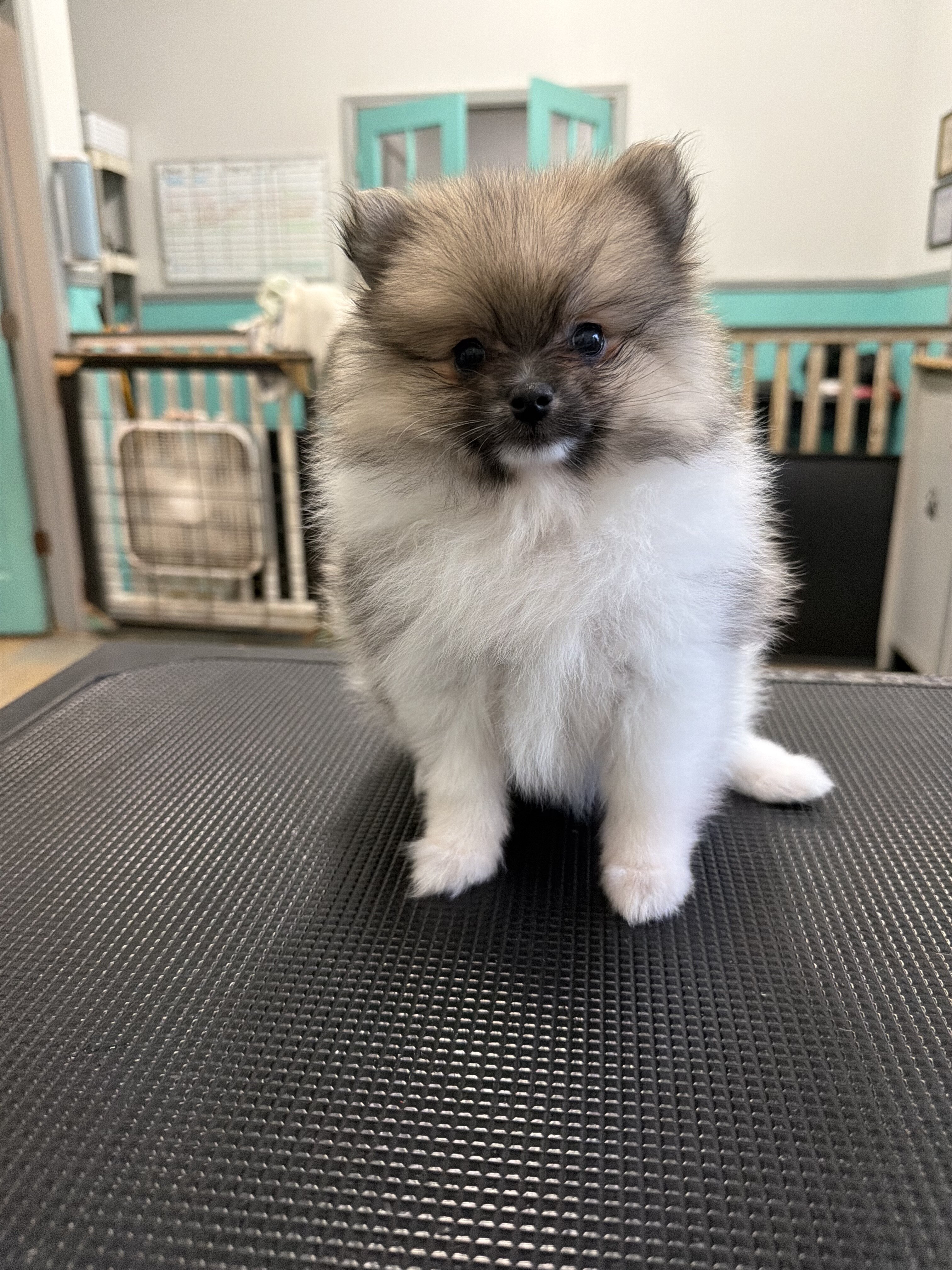 Pomeranian puppies image 1