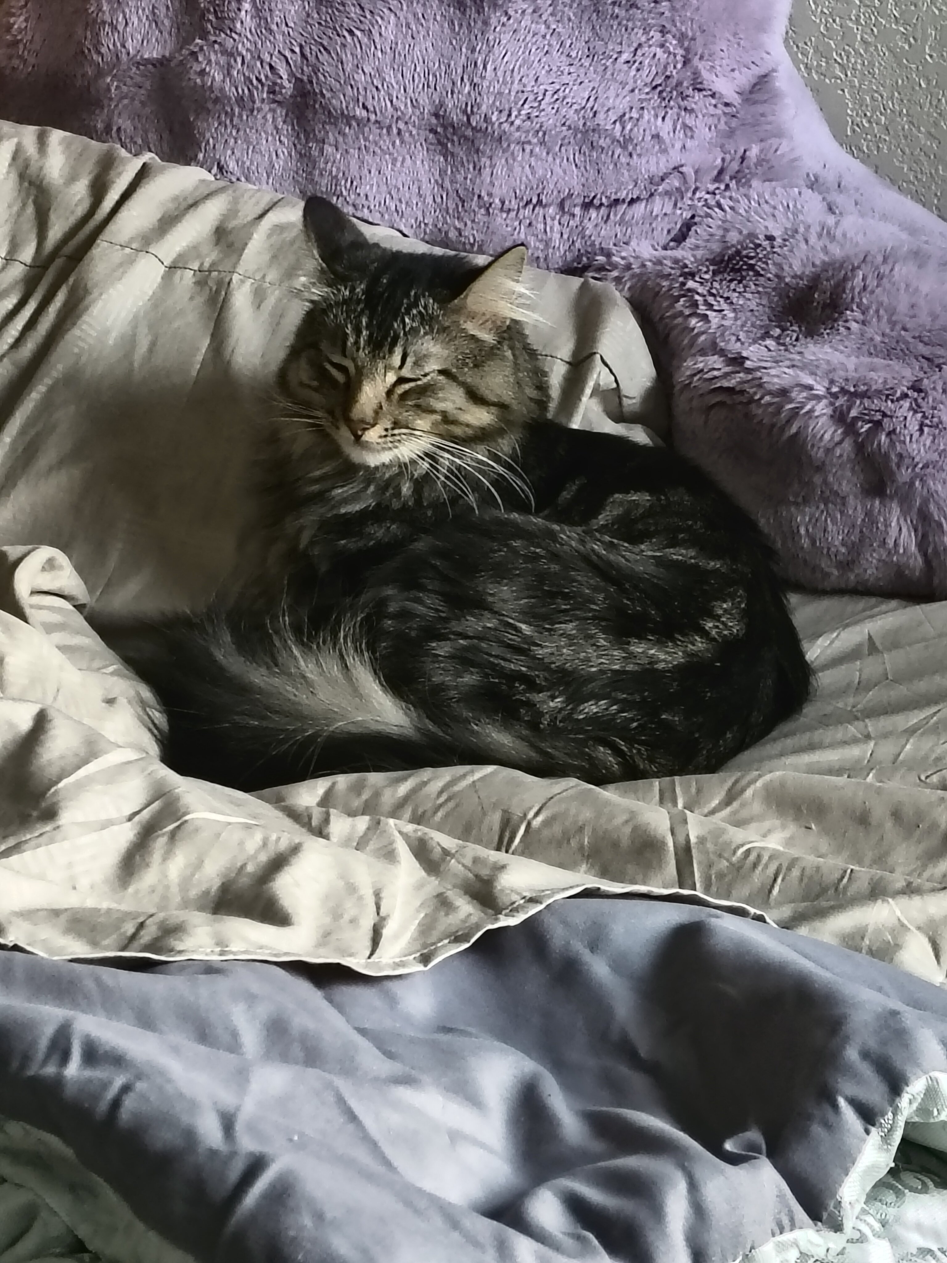 1.5 yr Male cat image 1