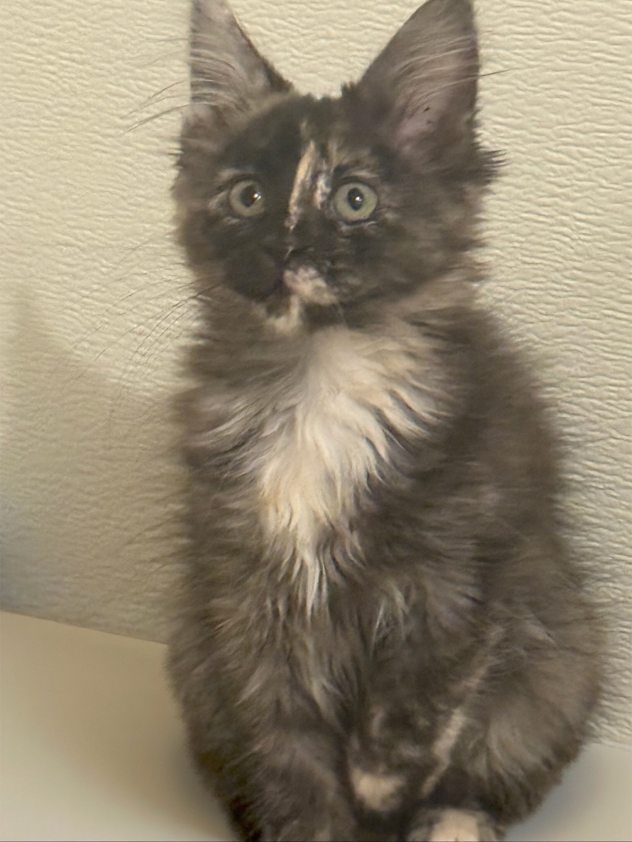 Maine Coon Kitten image 2