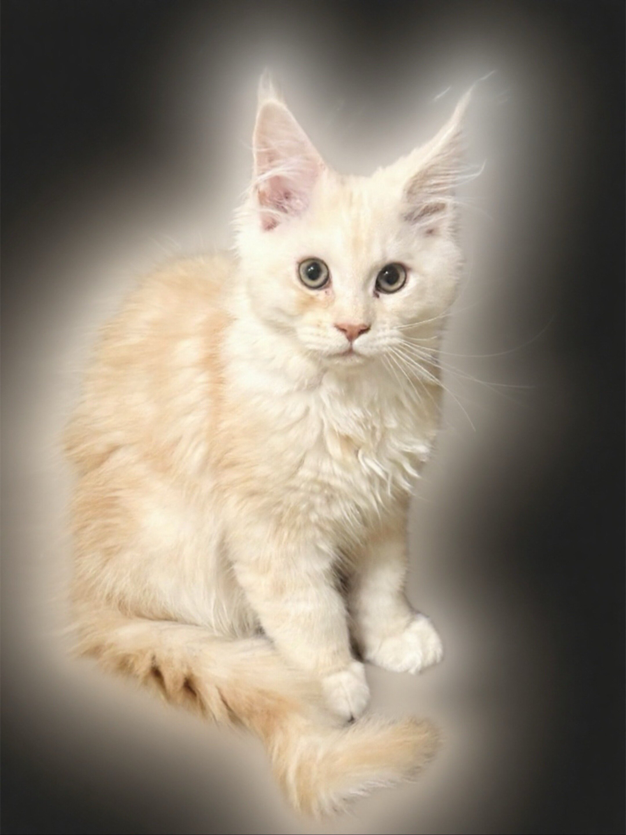 Maine Coon Kitten image 1