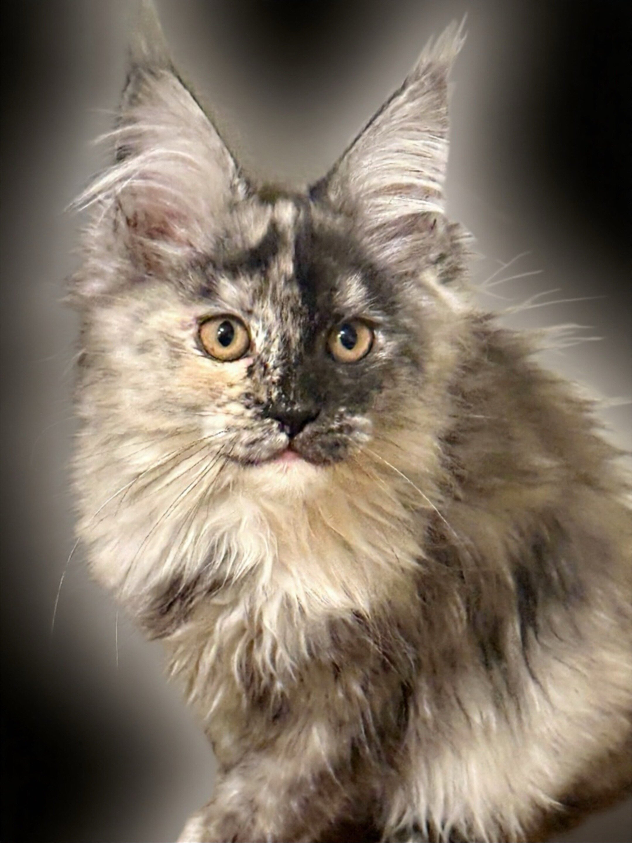 Maine Coon Kitten image 3