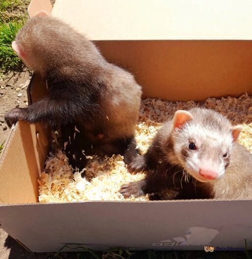 Ferrets image 2