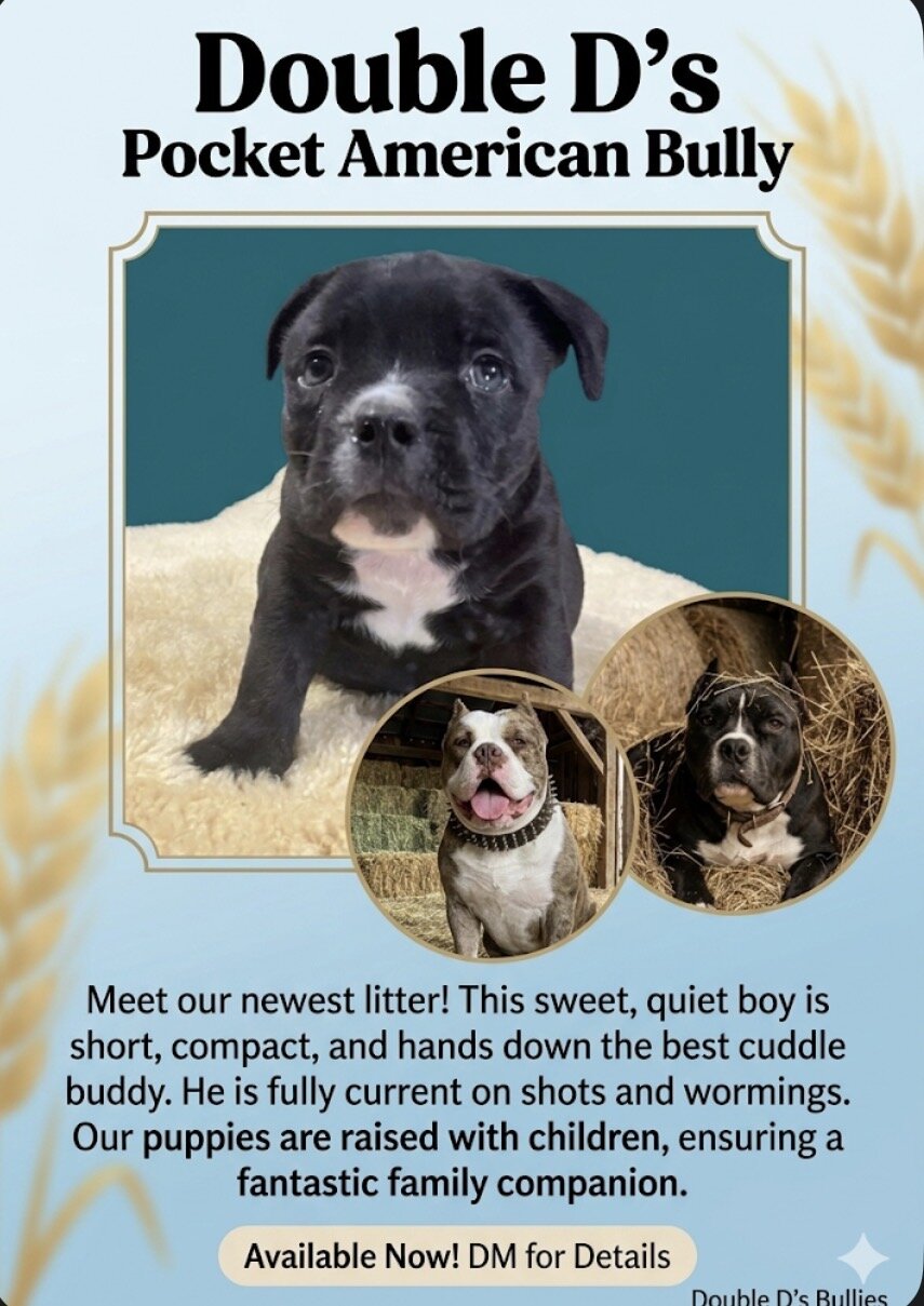 Pocket American Bully image 1