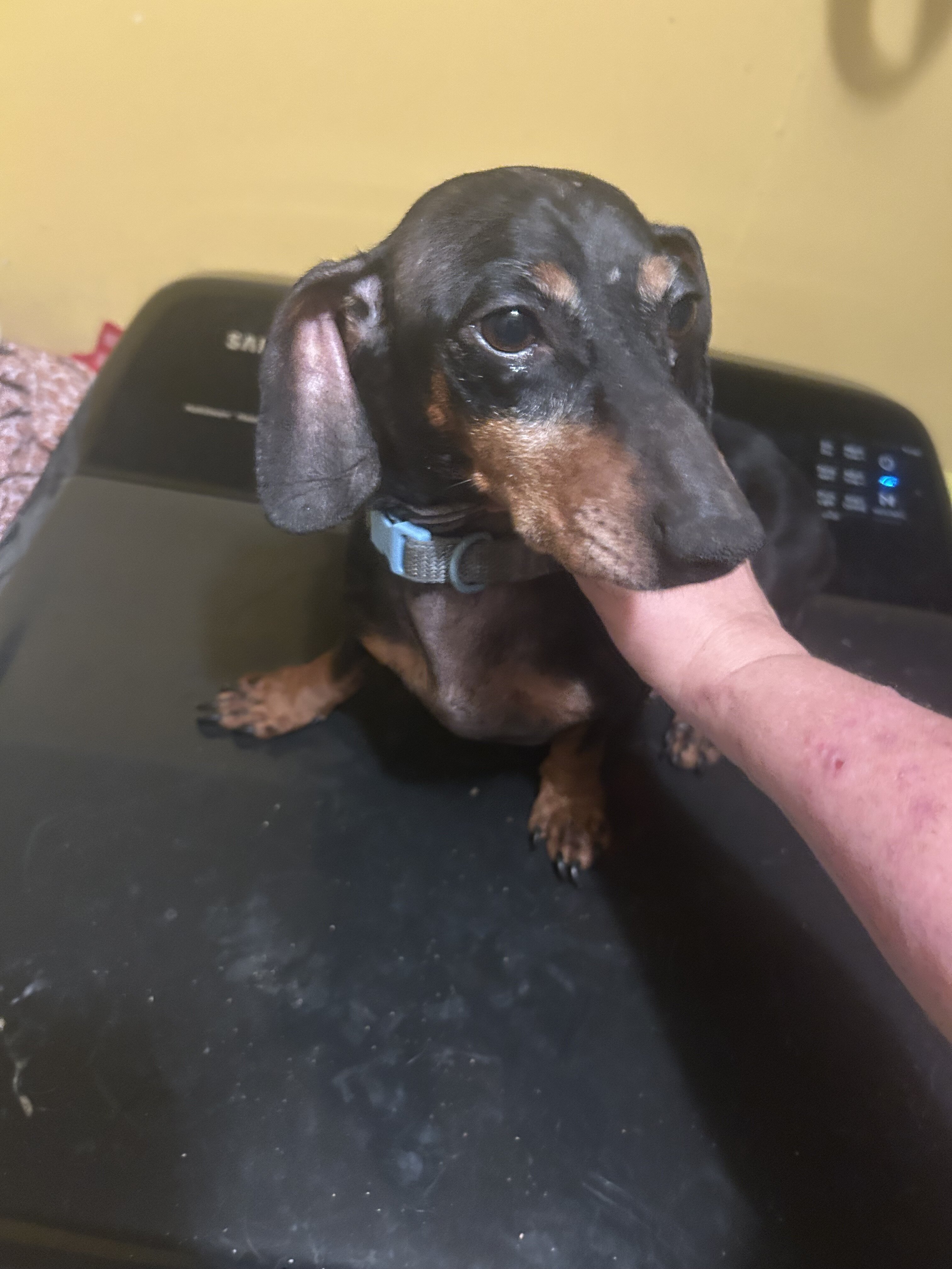 Dachshund image 1