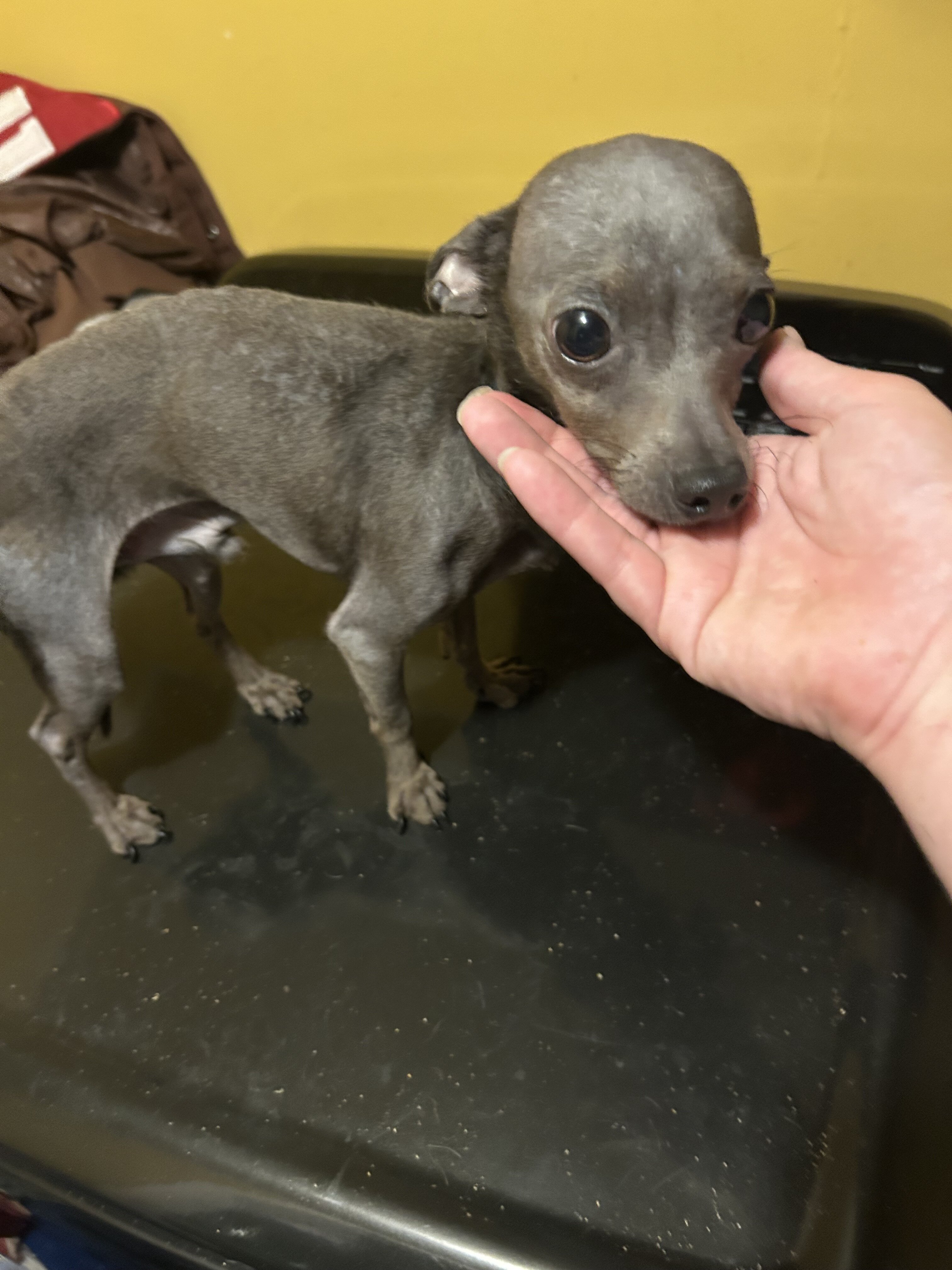 Blue Chihuahua image 2