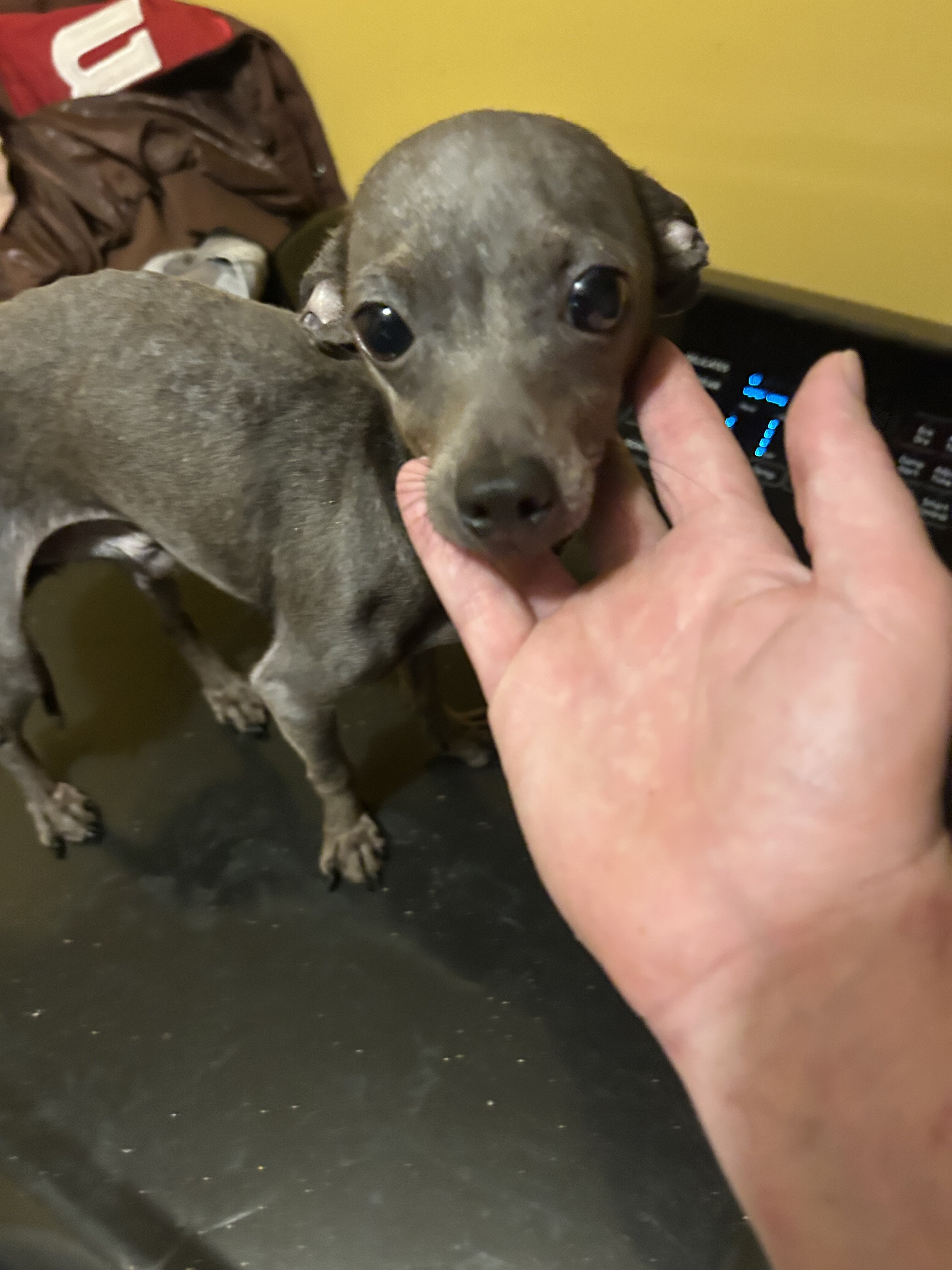 Blue Chihuahua image 1