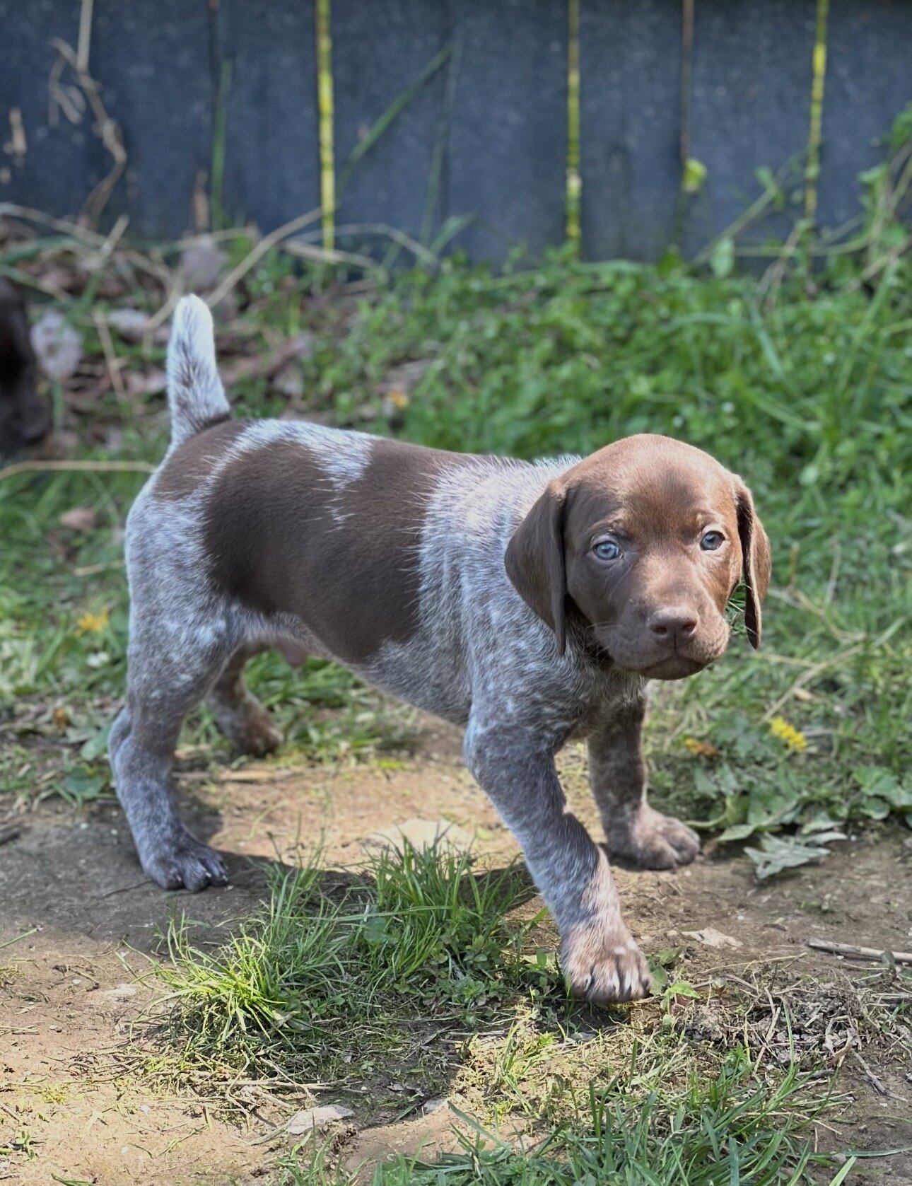 German Shorthaired Pointer image 3