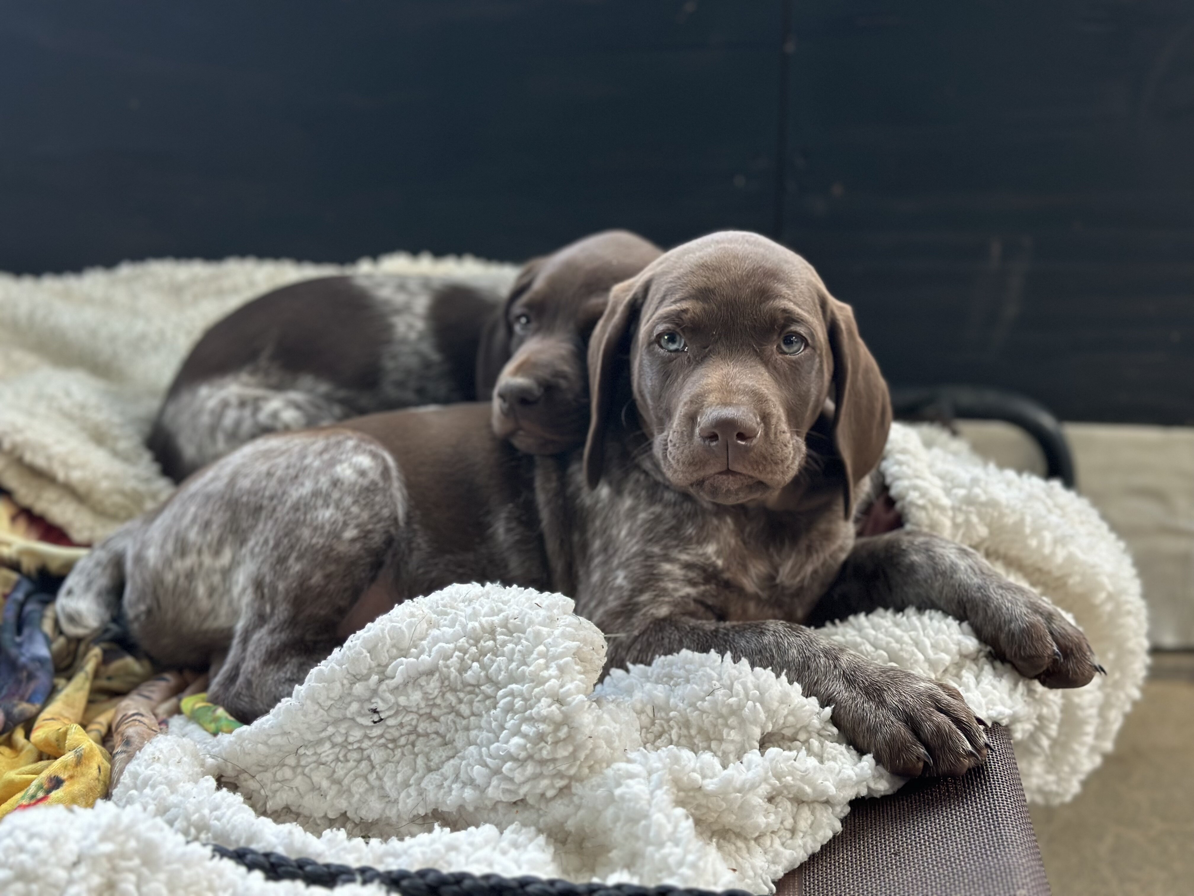 German Shorthaired Pointer image 5