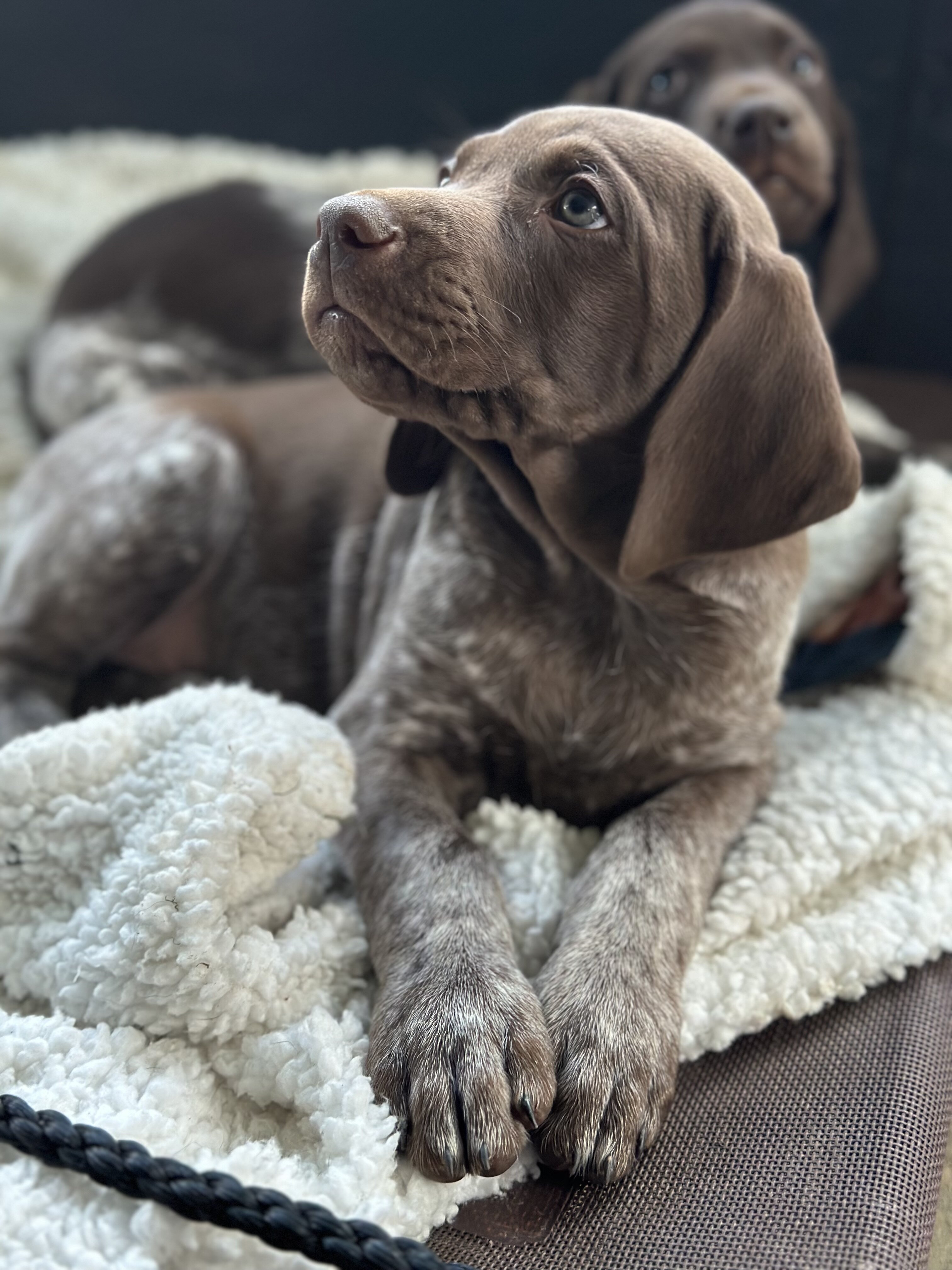 German Shorthaired Pointer image 4