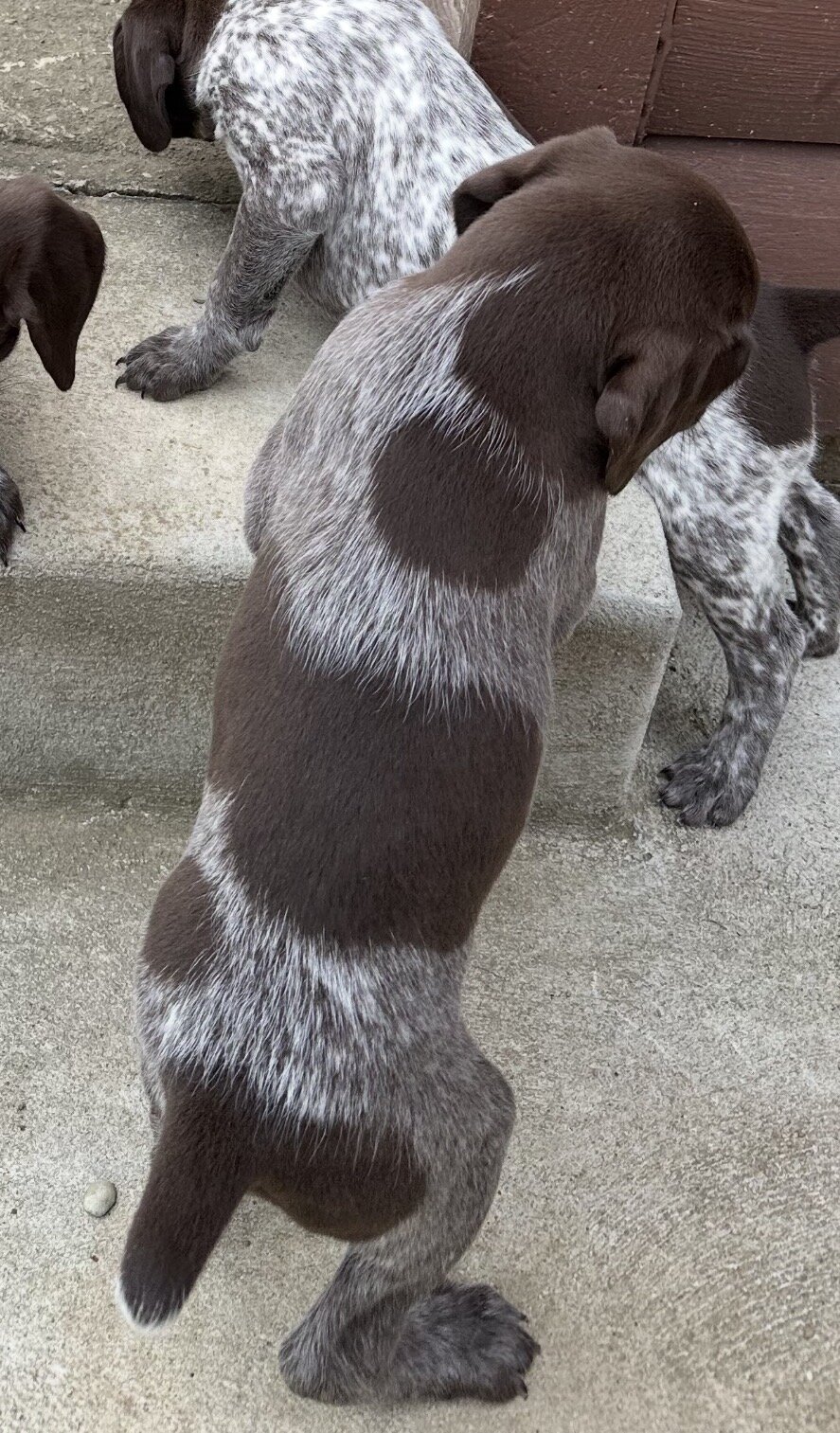 German Shorthaired Pointer image 2