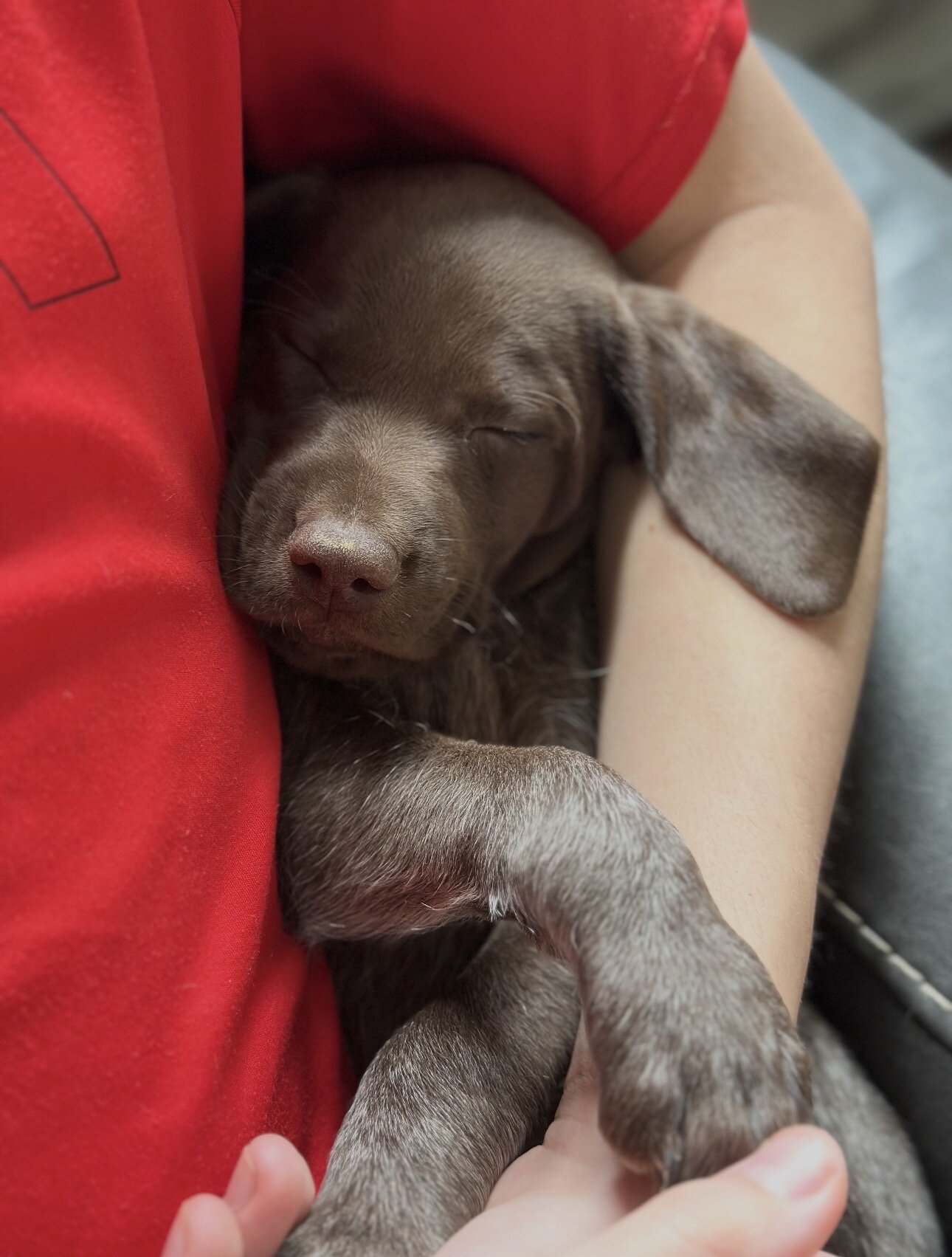 German Shorthaired Pointer image 1