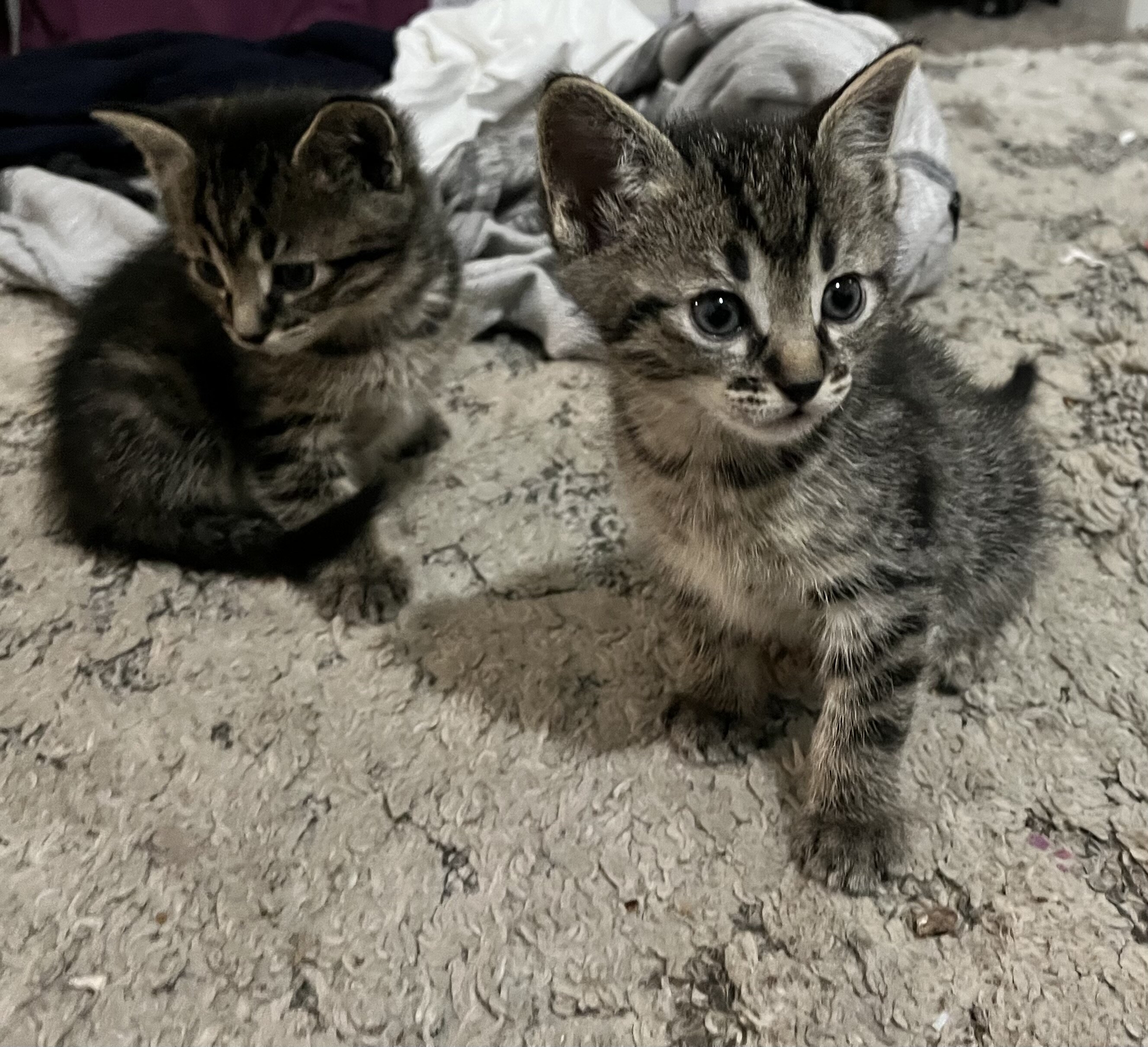 Bengal/Russian Blue kittens image 3