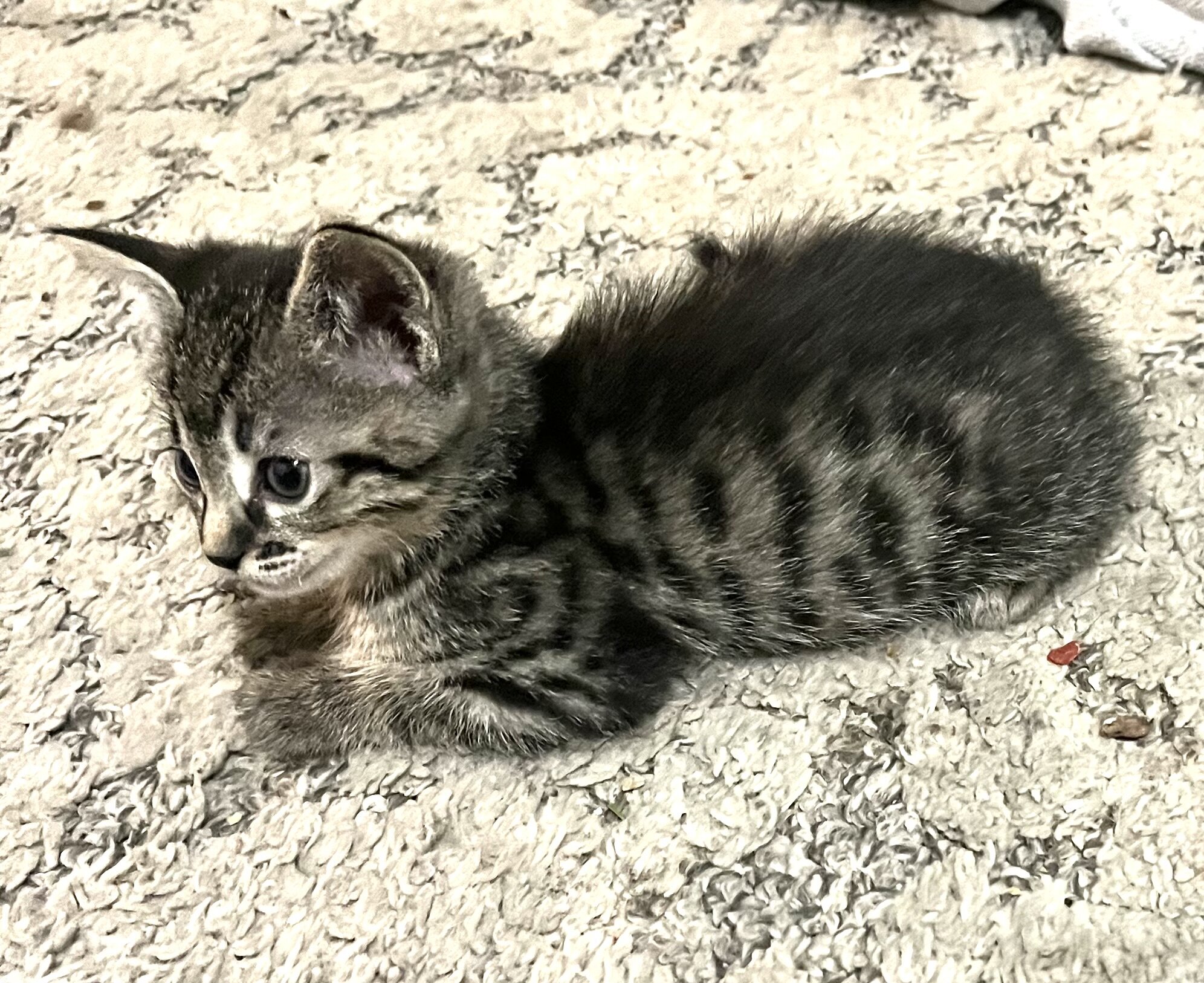 Bengal/Russian Blue kittens image 1